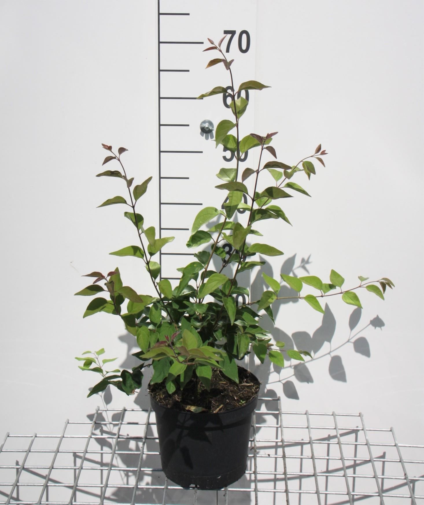 Syringa microphylla'Superba'- pot - 40-50 cm afbeelding
