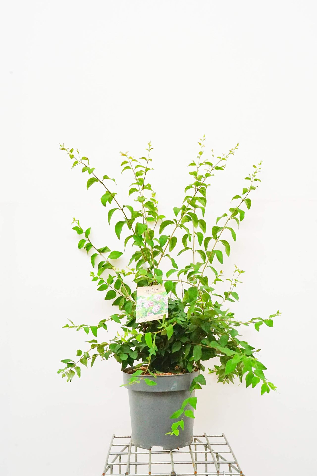 Syringa microphylla'Superba'- pot 12L - 100-125 cm afbeelding