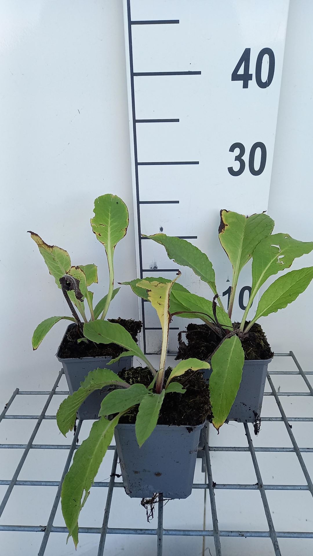 Symphytum officinale - pot 9x9 cm (Smeerwortel'Echte Smeerwortel') - Gewone smeerwortel afbeelding
