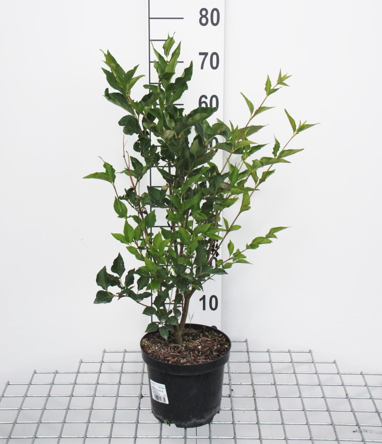 Syringa patula 'Miss Kim' - pot - 40-60 cm