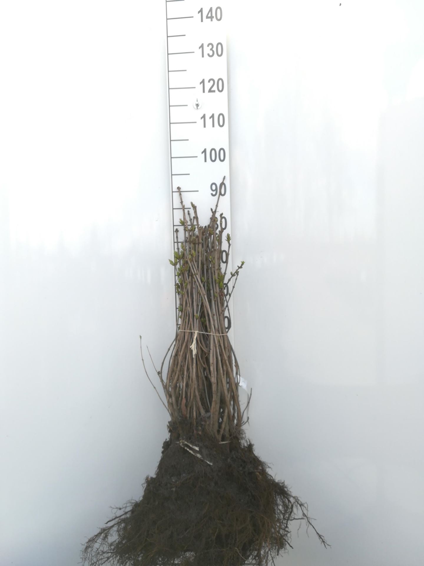 Syringa vulgaris - blote wortel - 40-60 cm afbeelding