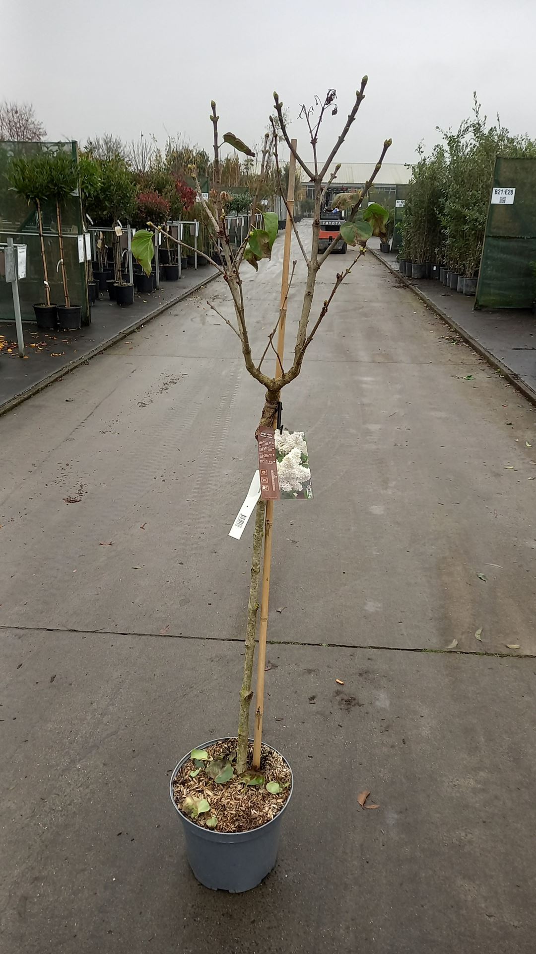 Syringa vulgaris 'Mme Lemoine' - pot 10L - geënt op stamhoogte 90 cm