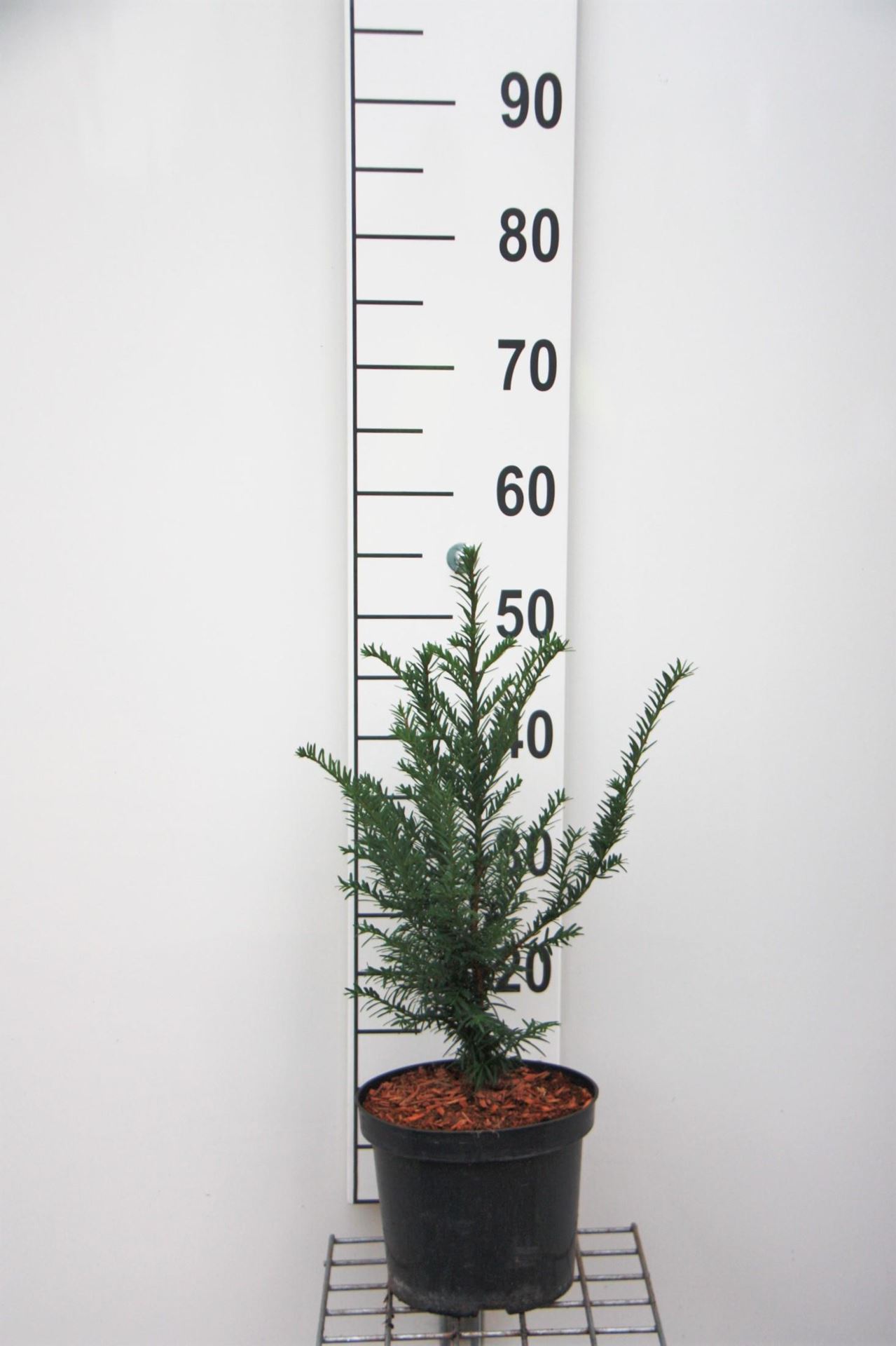 Taxus baccata - pot - 30-40 cm - struik afbeelding