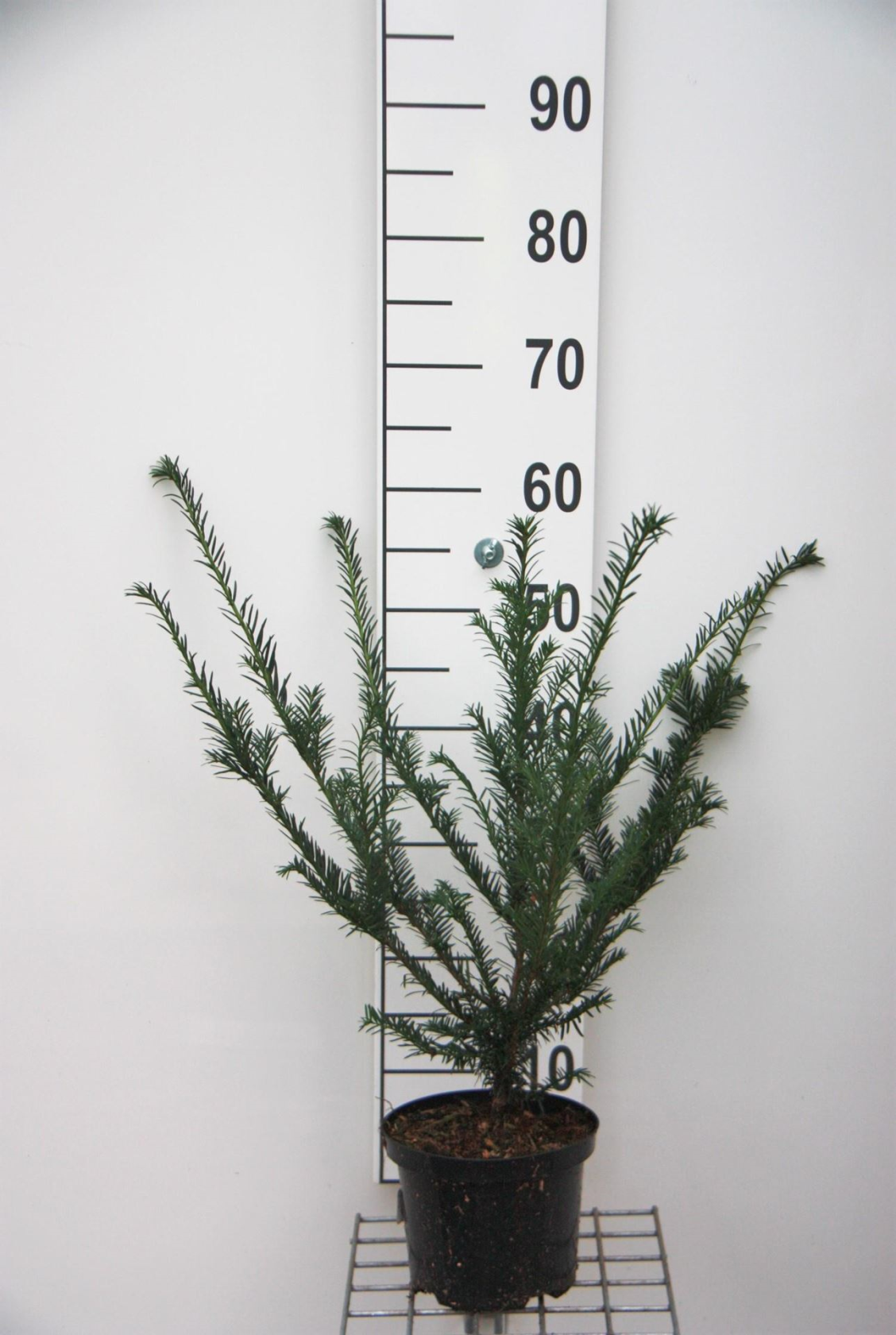 Taxus baccata - pot - 40-50 cm - struik -