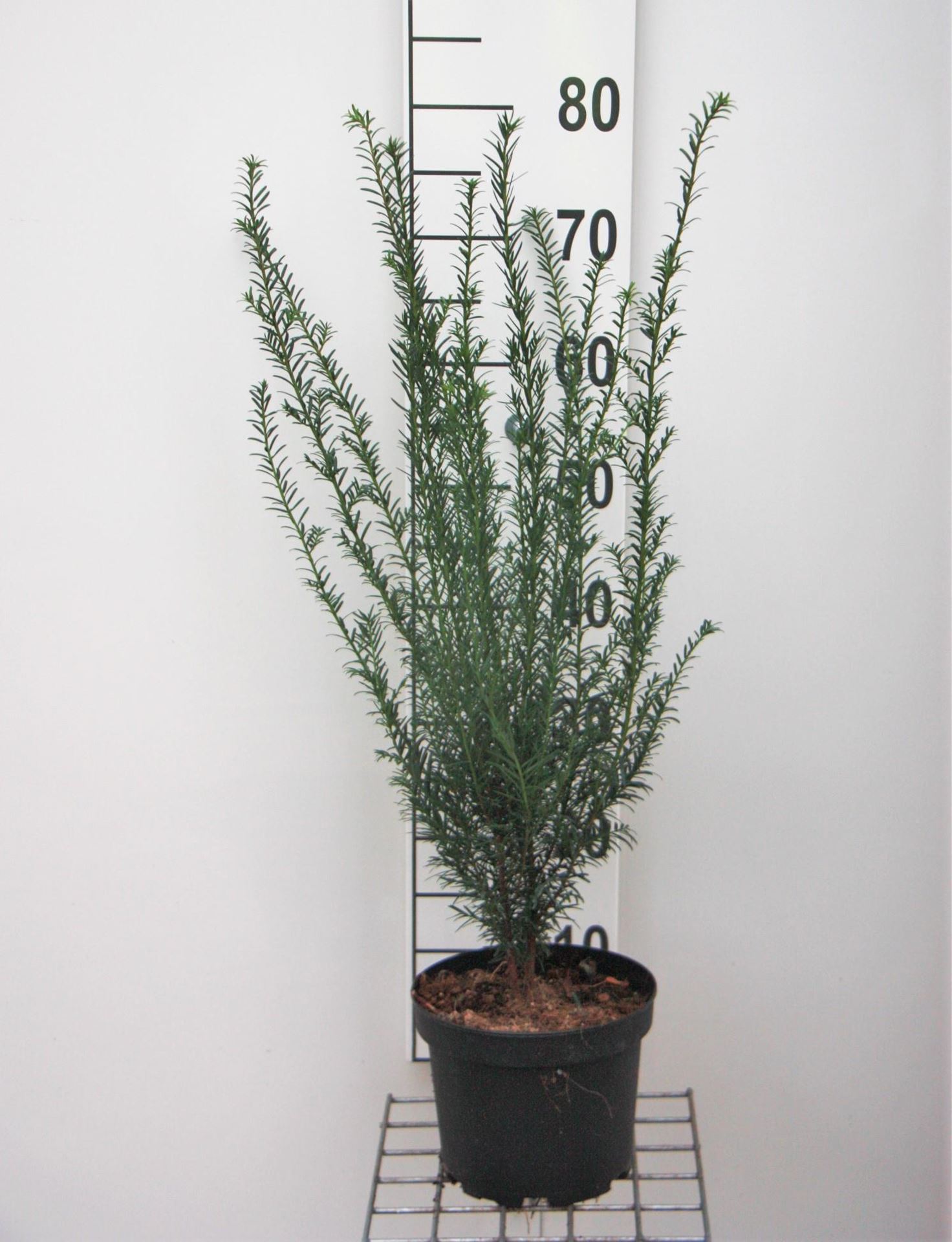 Taxus baccata - pot - 50-60 cm - struik - Taxus / Gewone taxus / Gewone venijnboom / Venijnboom afbeelding