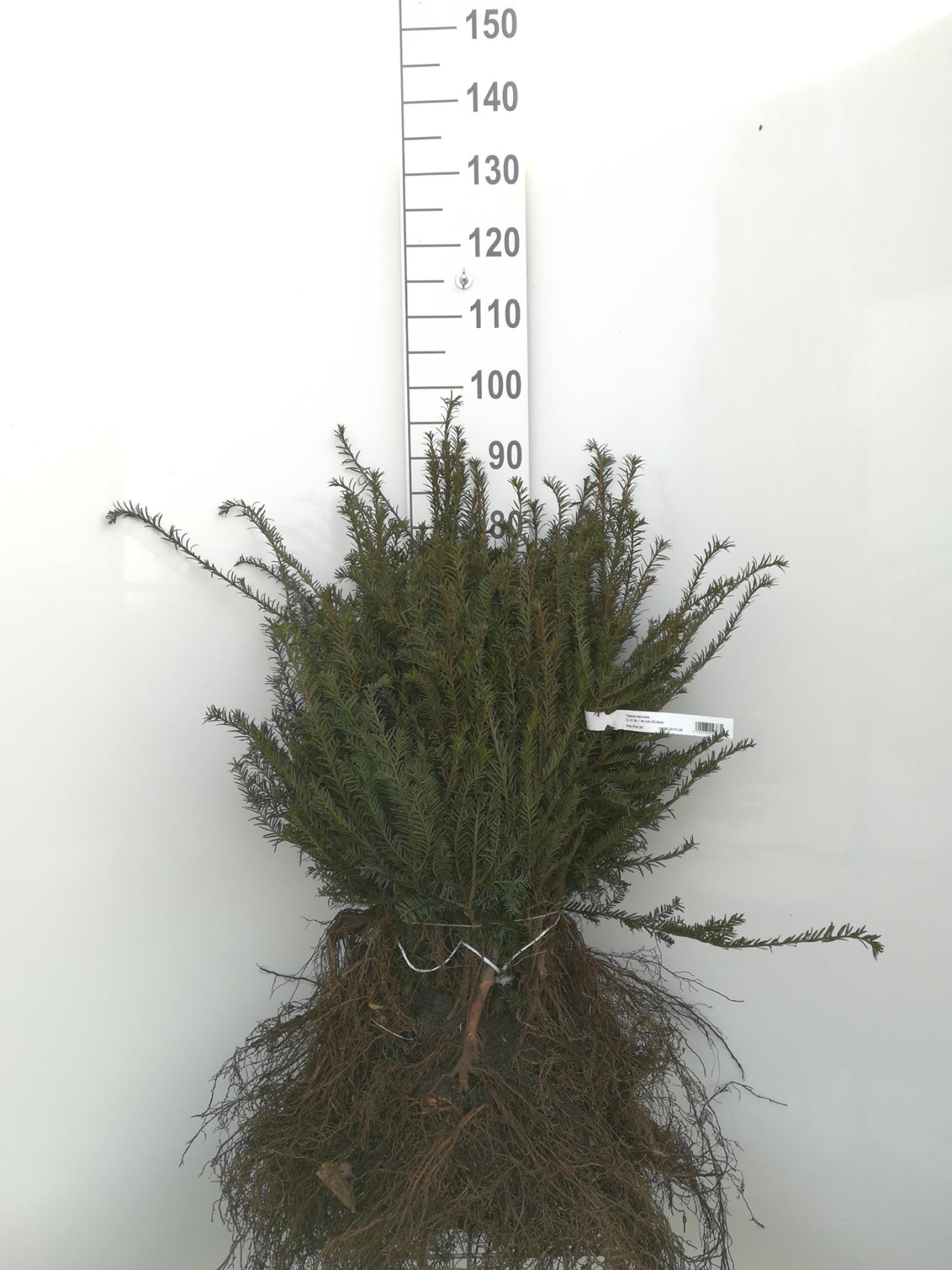 Taxus baccata - blote wortel - 30-40 cm - struik - Taxus / Gewone taxus / Gewone venijnboom / Venijnboom afbeelding