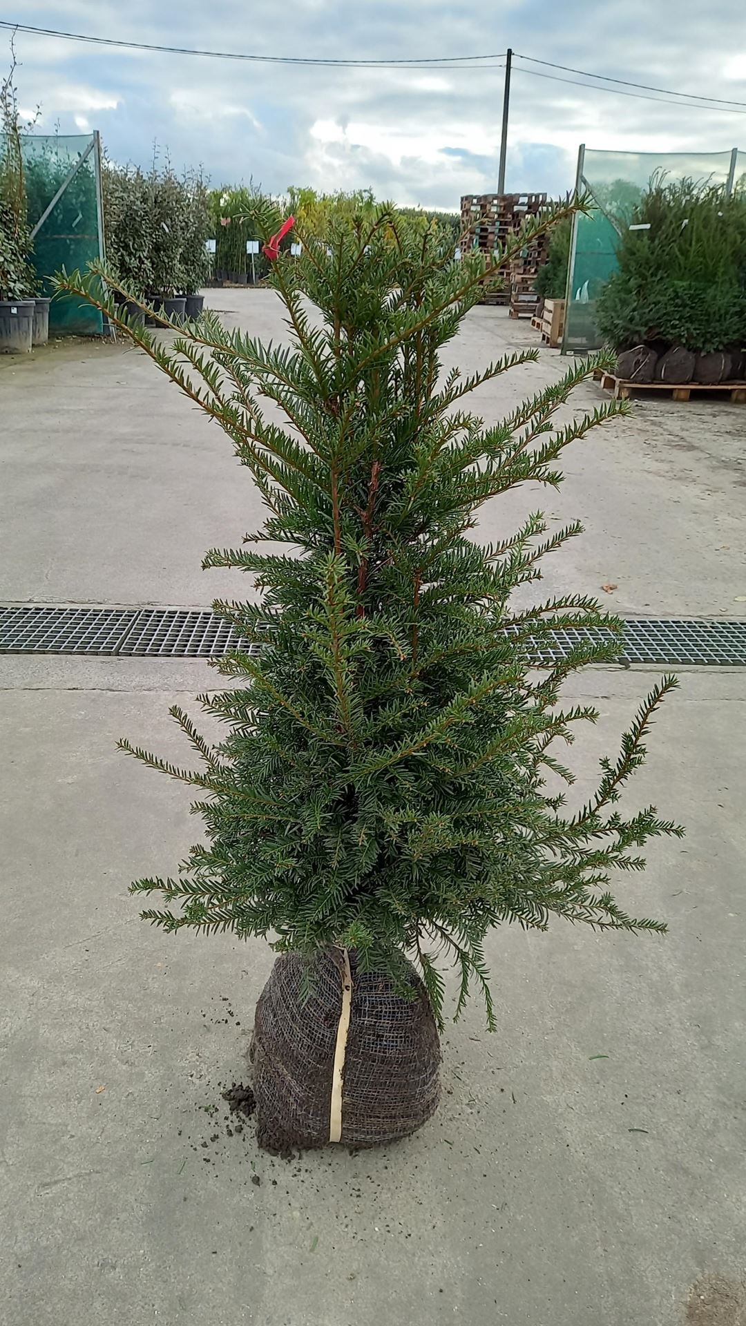Taxus baccata - aardekluit - 60-80 cm - struik - Taxus / Gewone taxus / Gewone venijnboom / Venijnboom afbeelding