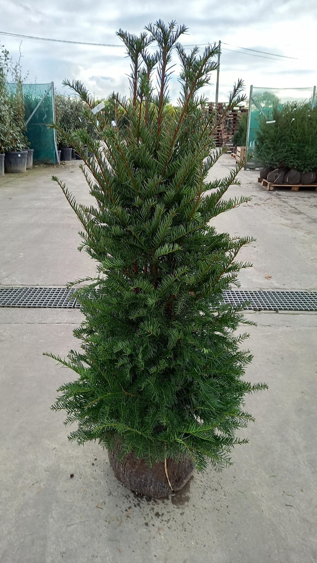 Taxus baccata - aardekluit - 100-125 cm - struik afbeelding