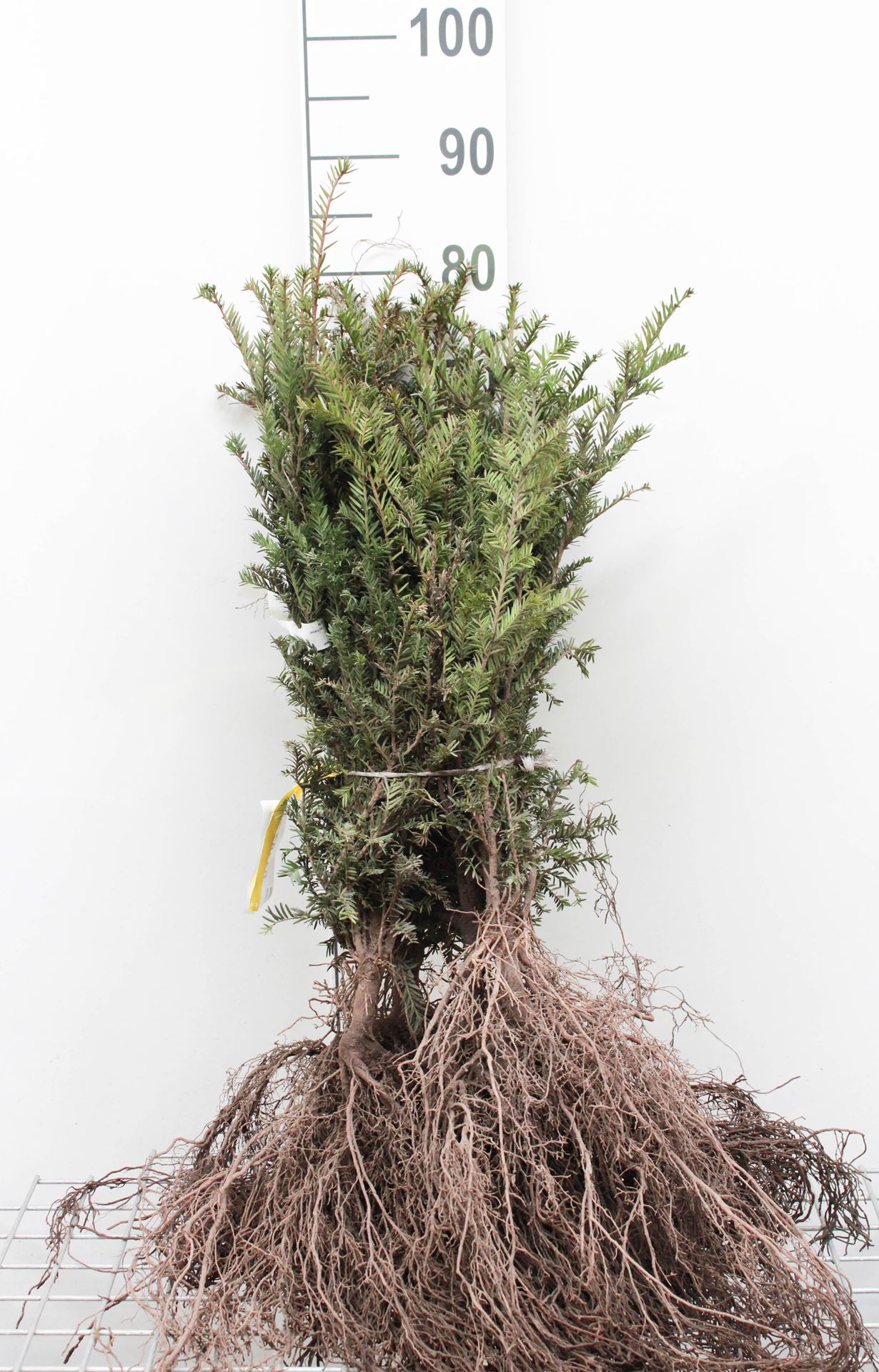 Taxus baccata - blote wortel - 40-60 cm - struik - Taxus / Gewone taxus / Gewone venijnboom / Venijnboom afbeelding