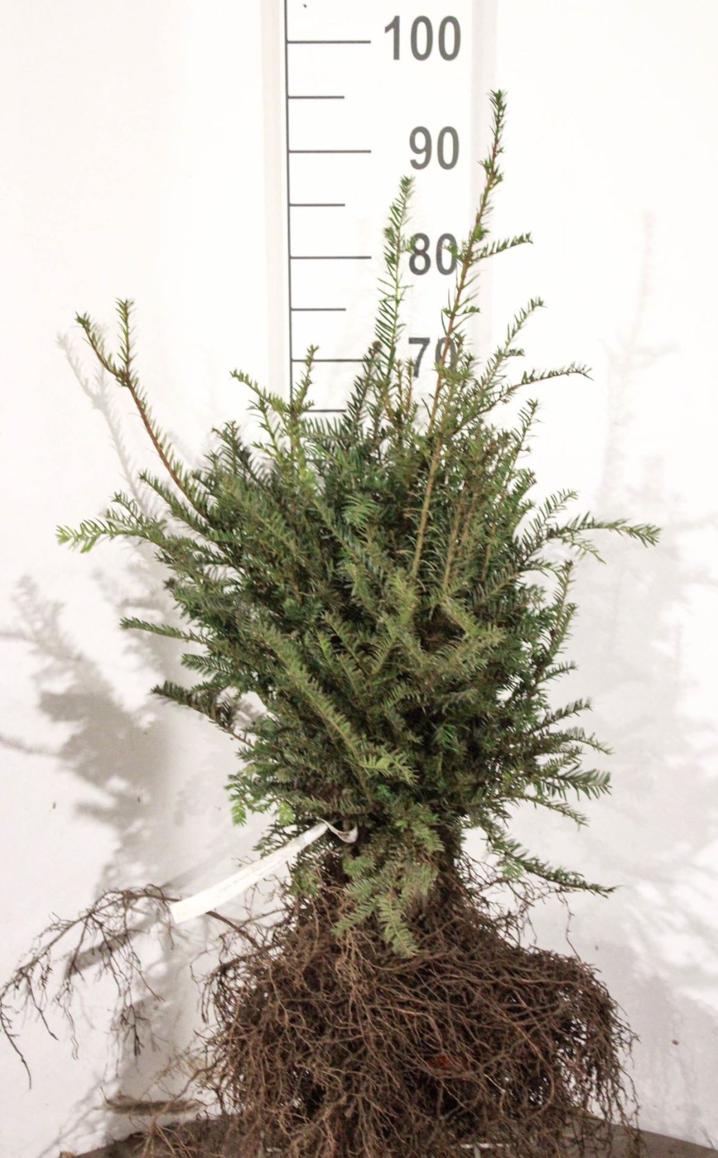 Taxus baccata - blote wortel - 20-30 cm - struik - Taxus / Gewone taxus / Gewone venijnboom / Venijnboom afbeelding