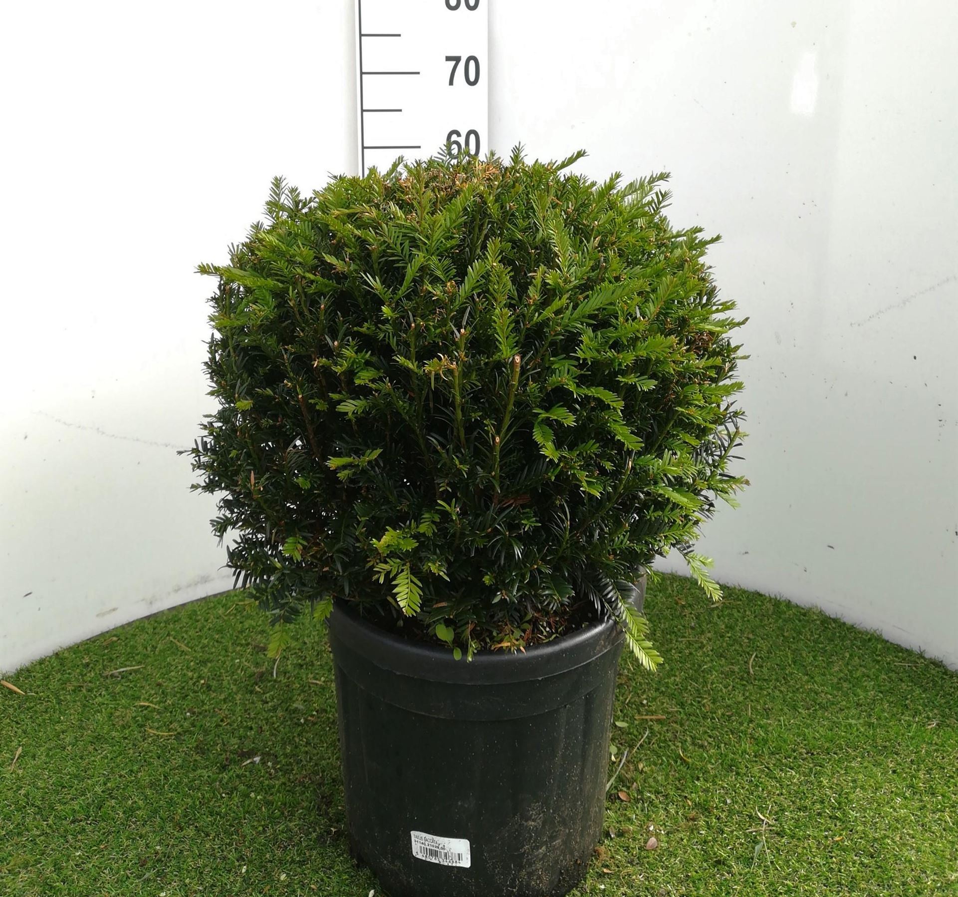 Taxus baccata - pot - bolvorm diameter 40+ cm afbeelding