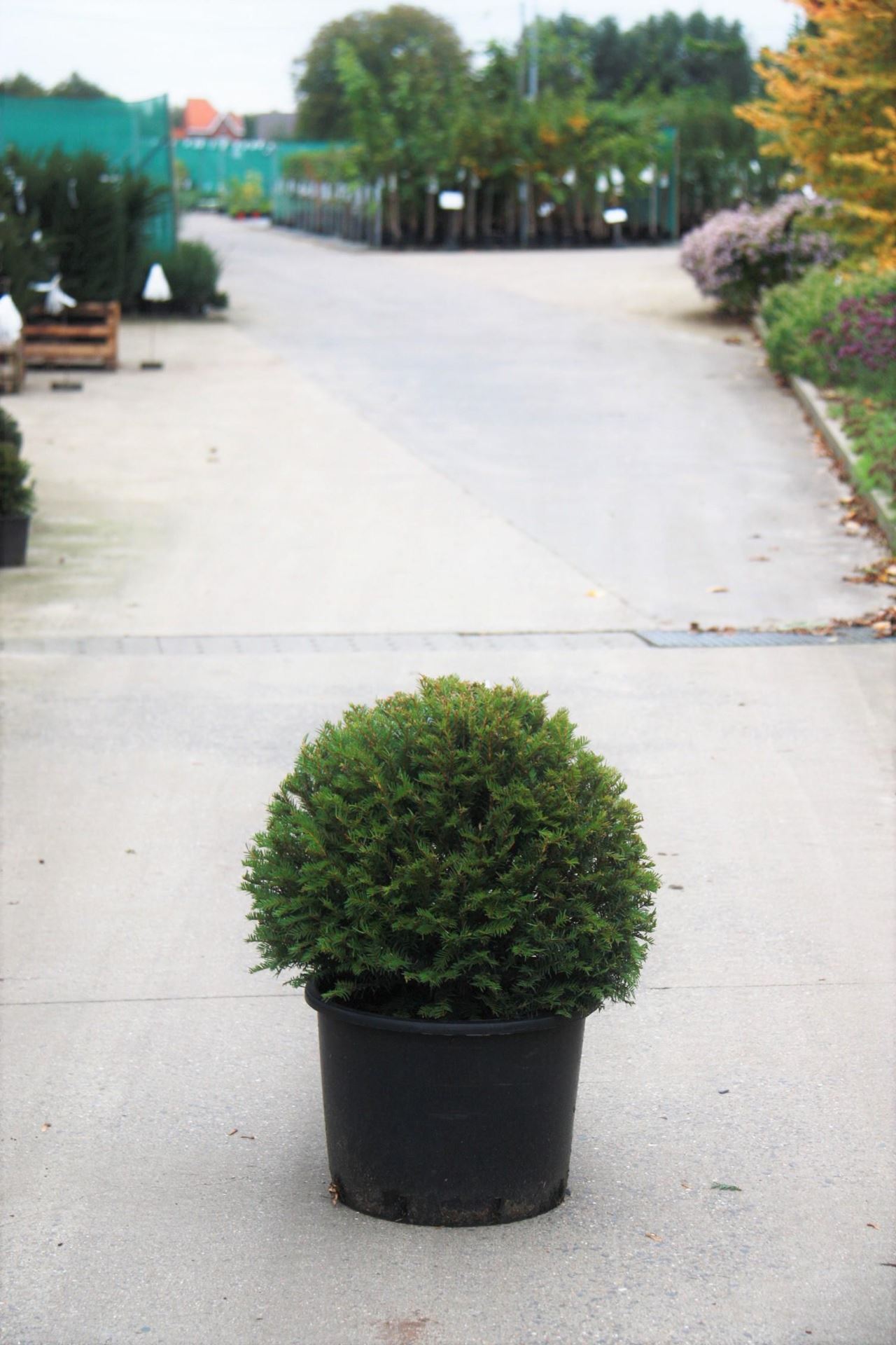 Taxus baccata - pot - bolvorm diameter 60+ cm afbeelding
