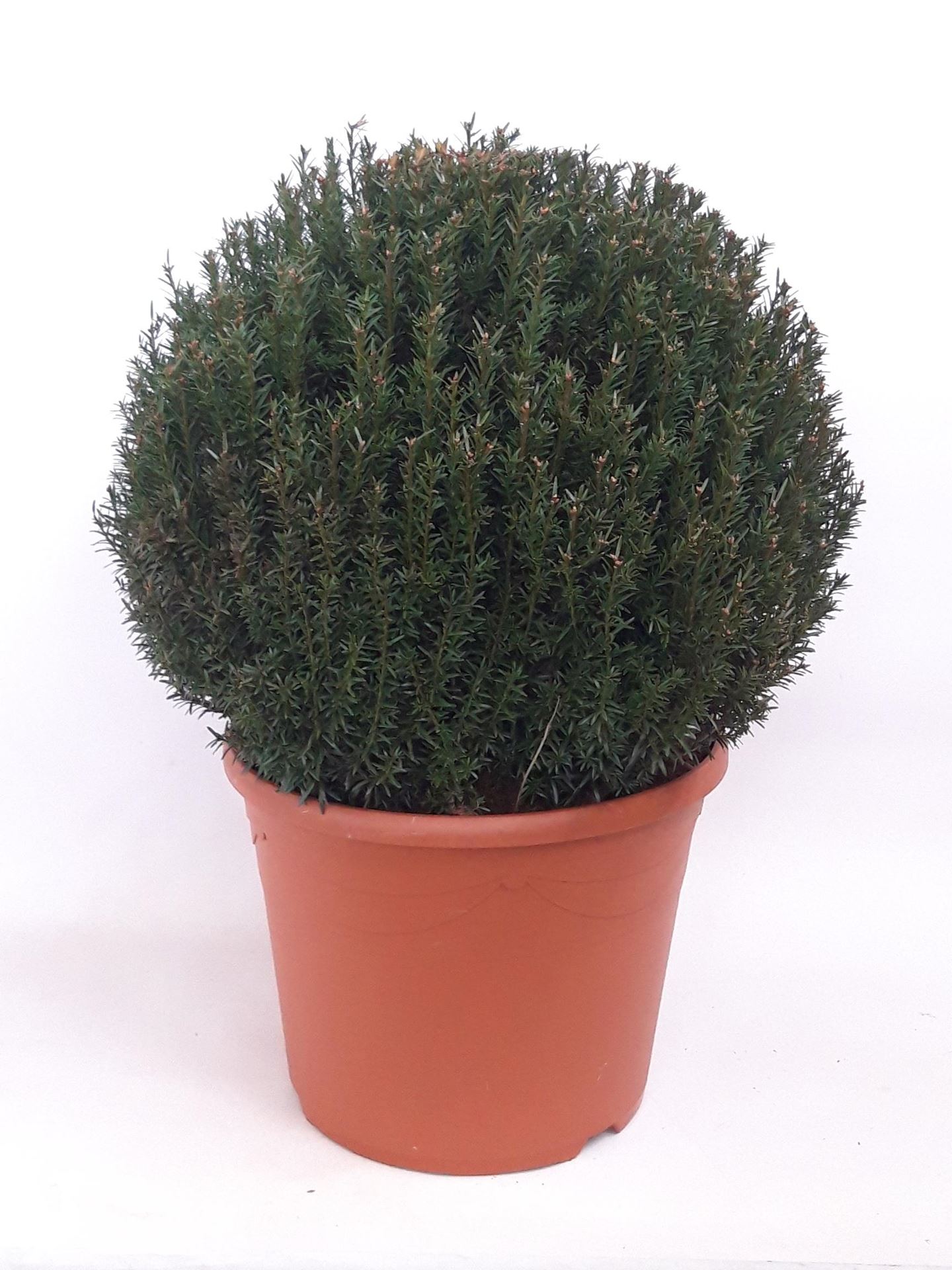 Taxus baccata - pot - bolvorm diameter 50+ cm afbeelding