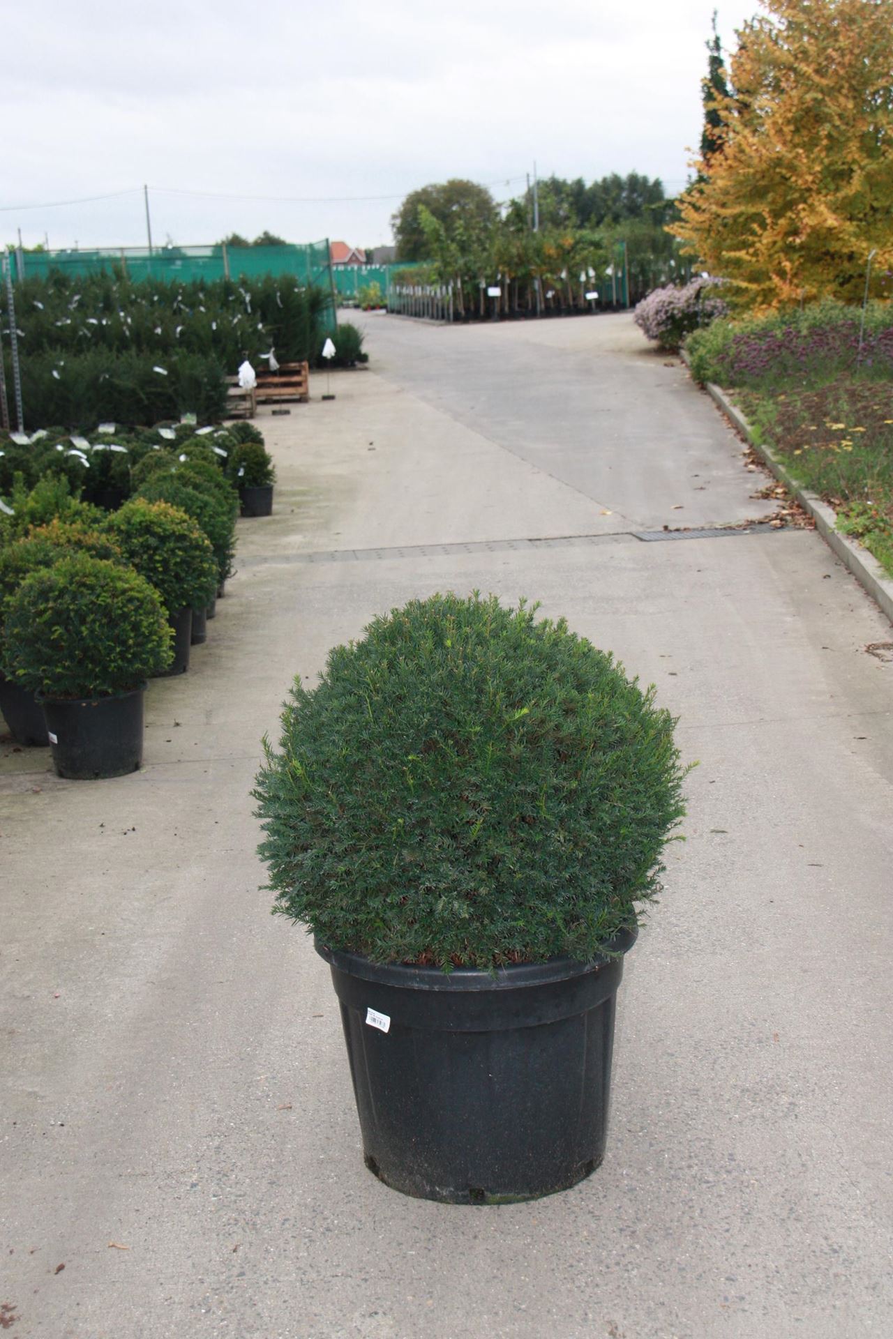Taxus baccata - pot - bolvorm diameter 70+ cm afbeelding