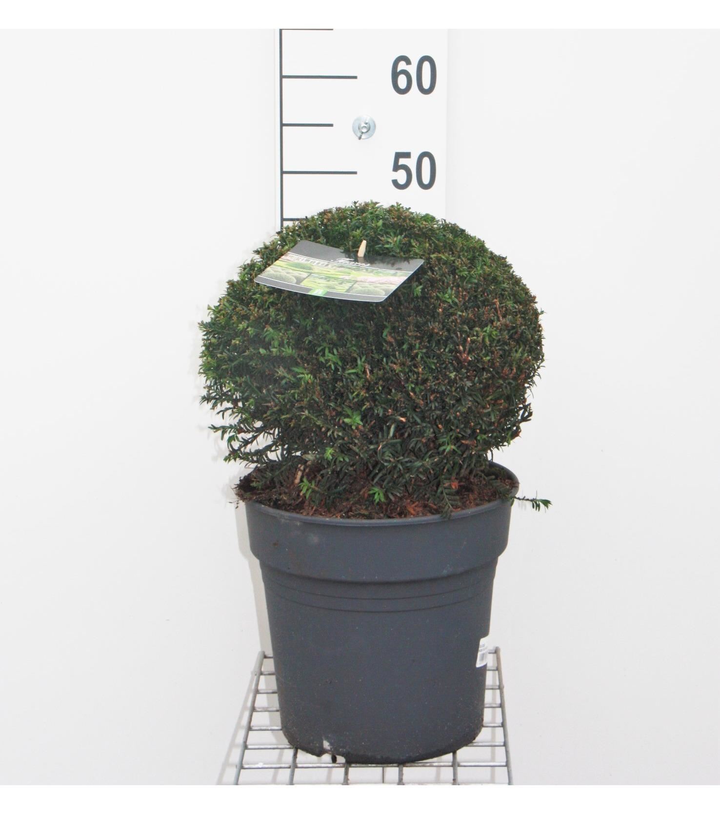Taxus baccata - pot - bolvorm diameter 30+ cm