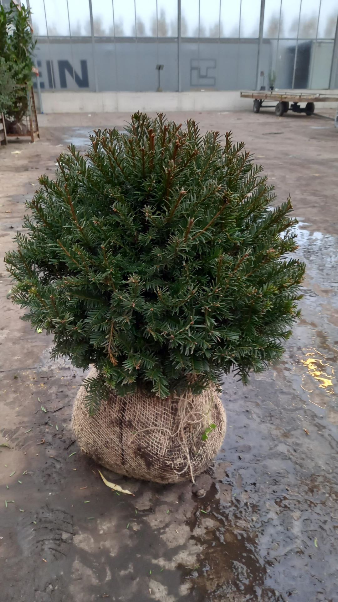 Taxus baccata - aardekluit - bolvorm diameter 50+ cm afbeelding