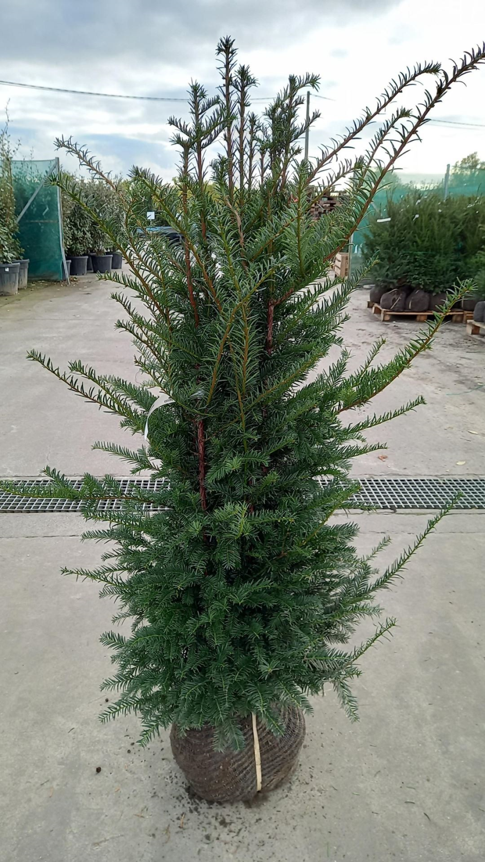Taxus baccata - aardekluit - 120-140 cm - struik - Taxus / Gewone taxus / Gewone venijnboom / Venijnboom afbeelding