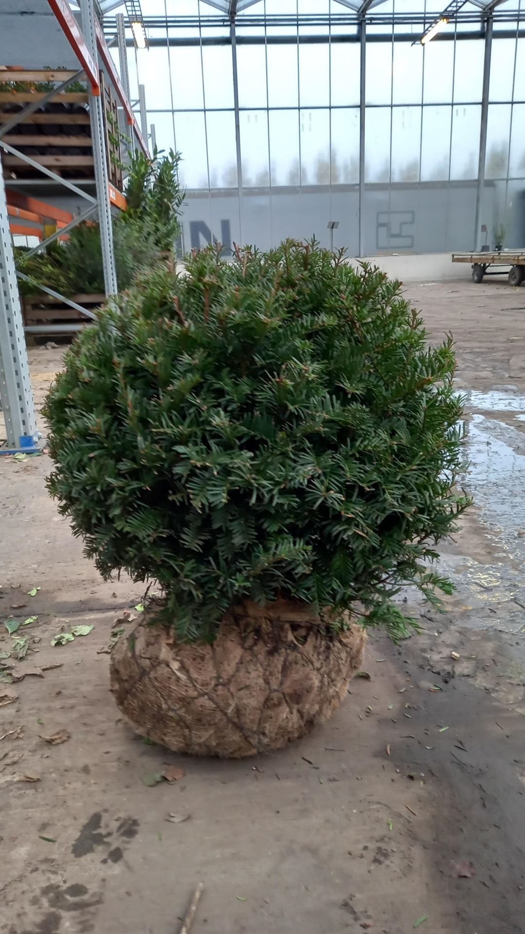Taxus baccata - aardekluit - bolvorm diameter 60+ cm afbeelding