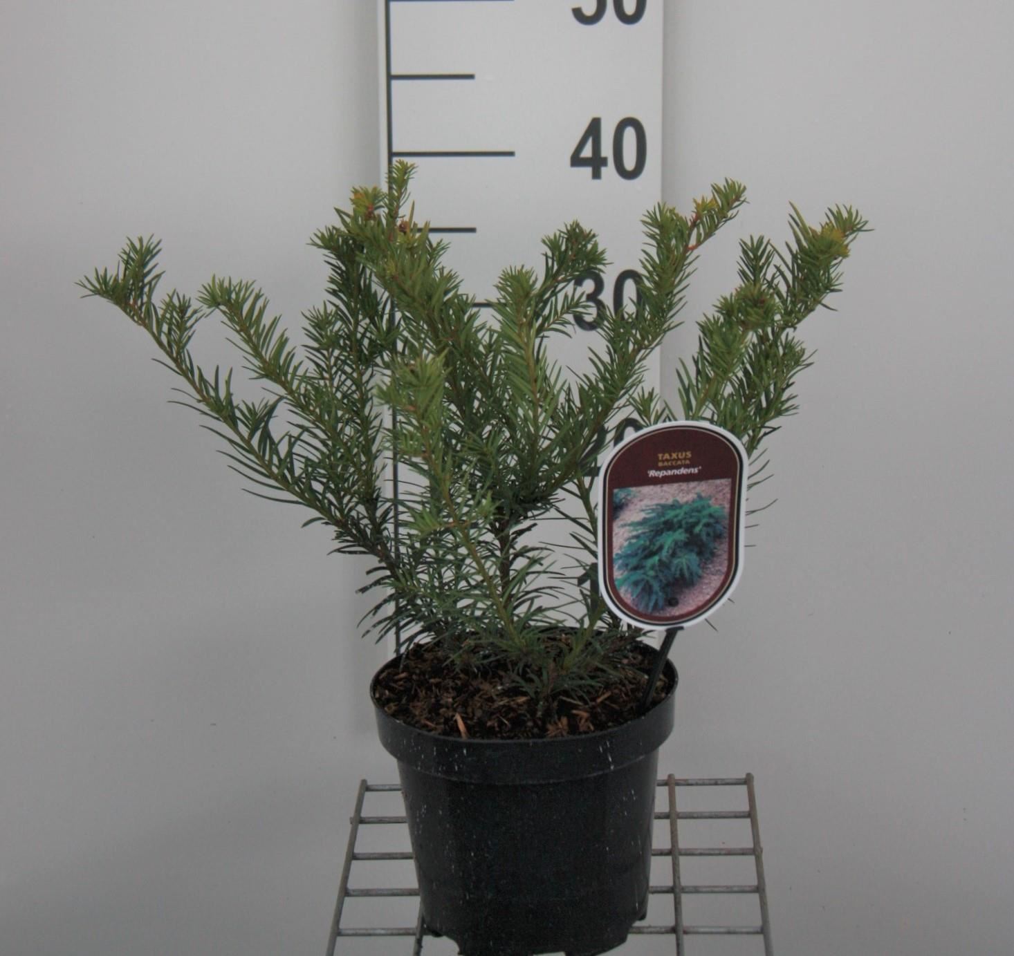 Taxus baccata'Repandens'- pot - 25-30 cm - struik afbeelding