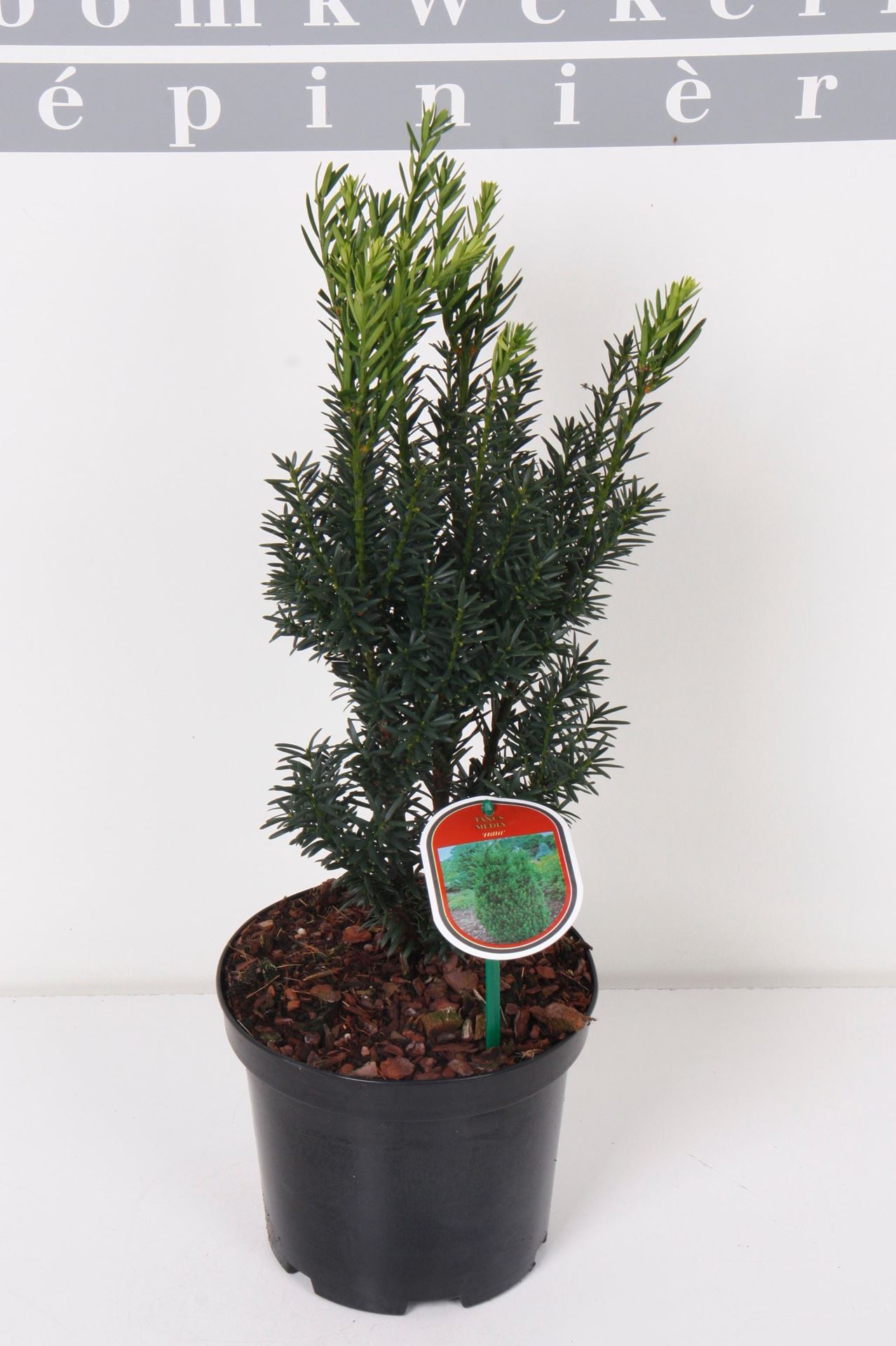 Taxus x media'Hillii'- pot - 30-40 cm afbeelding
