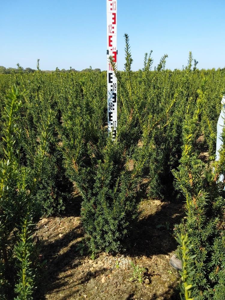 Taxus x media'Hillii'- aardekluit - 60-80 cm afbeelding