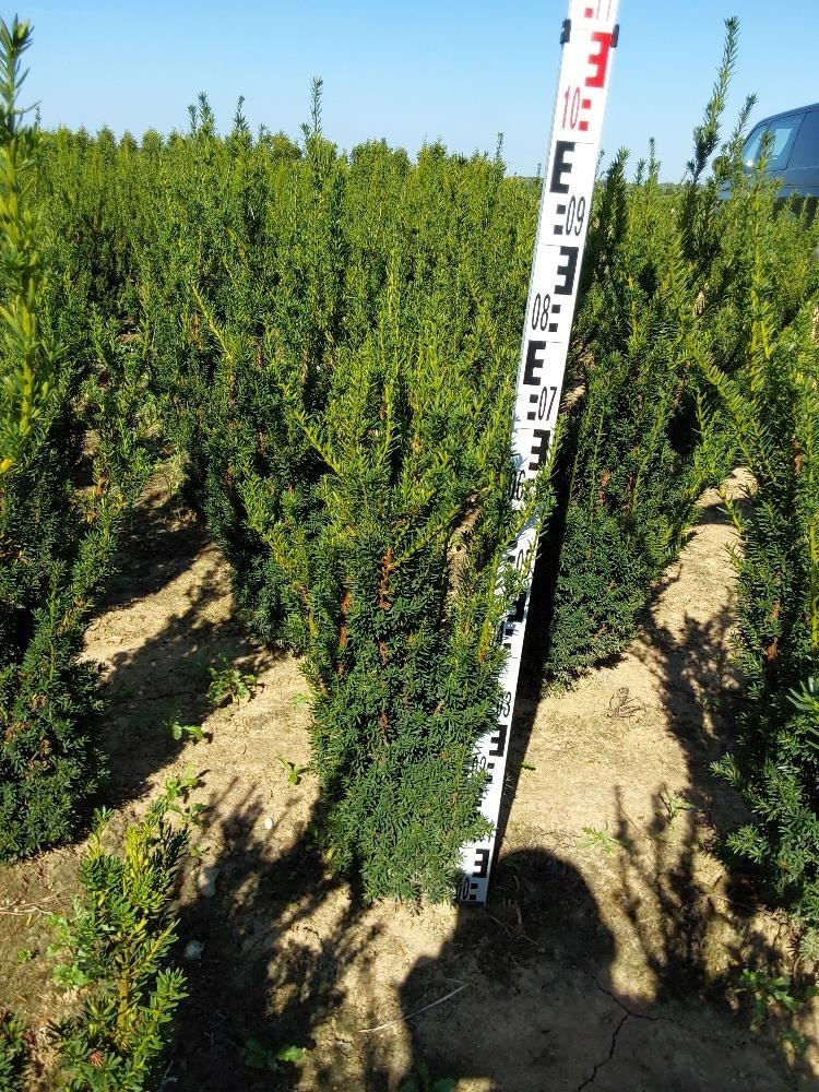 Taxus x media'Hillii'- aardekluit - 80-100 cm afbeelding