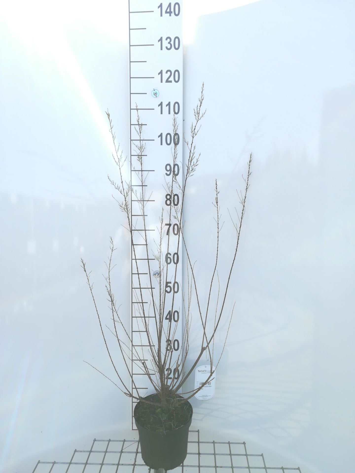 Tamarix ramosissima'Hulsdonk White'- pot - 50-60 cm afbeelding