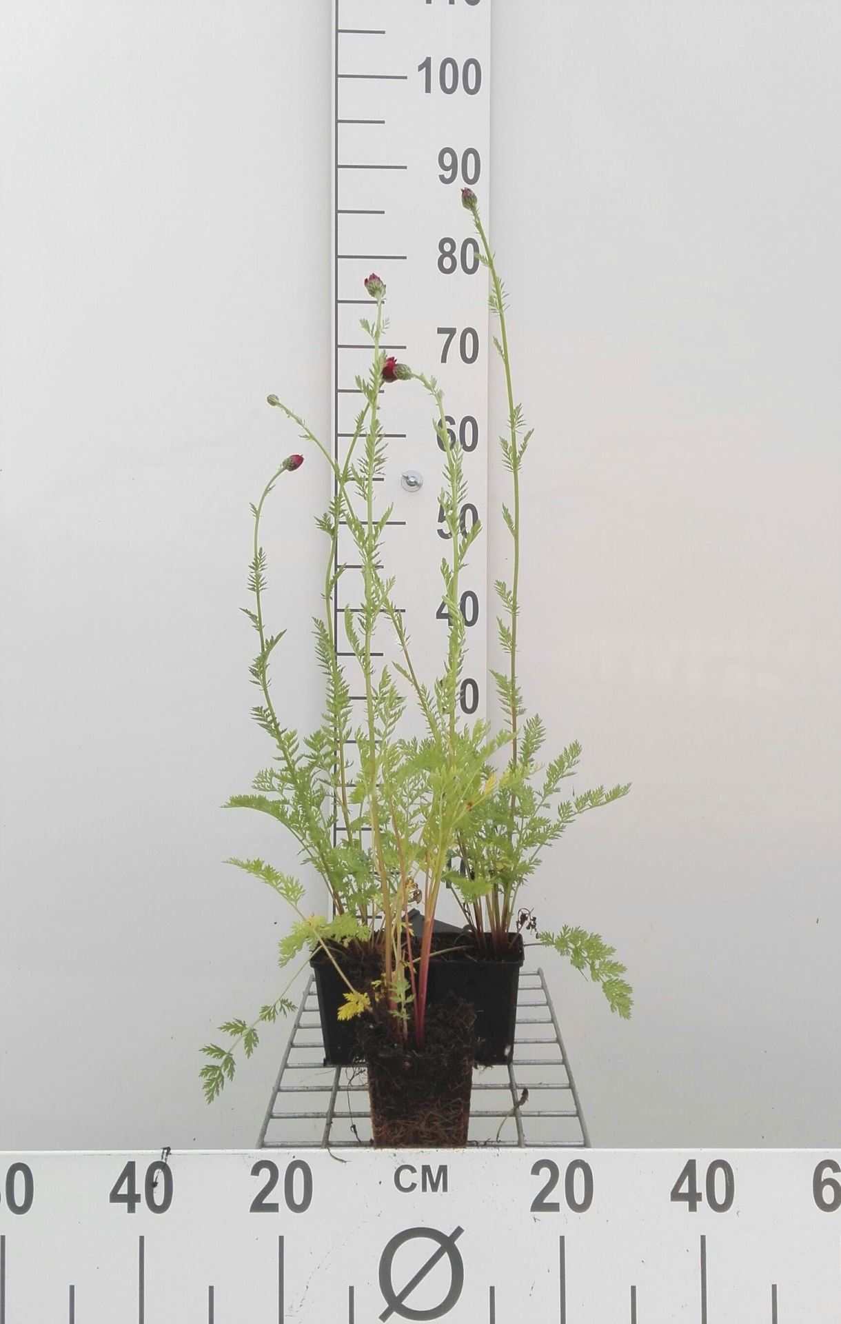 Tanacetum'Robinson's Red'- pot 9x9 cm afbeelding