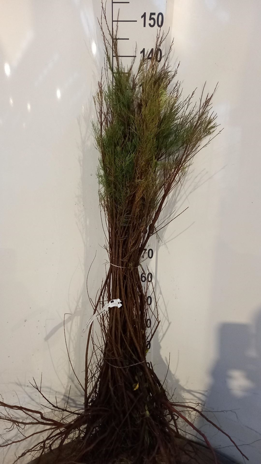 Tamarix tetrandra - blote wortel - 40-60 cm afbeelding