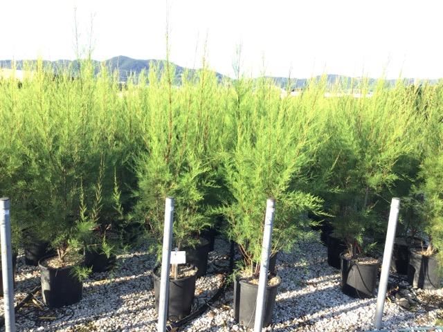 Tamarix tetrandra - pot 18L - 125-150 cm - afbeelding