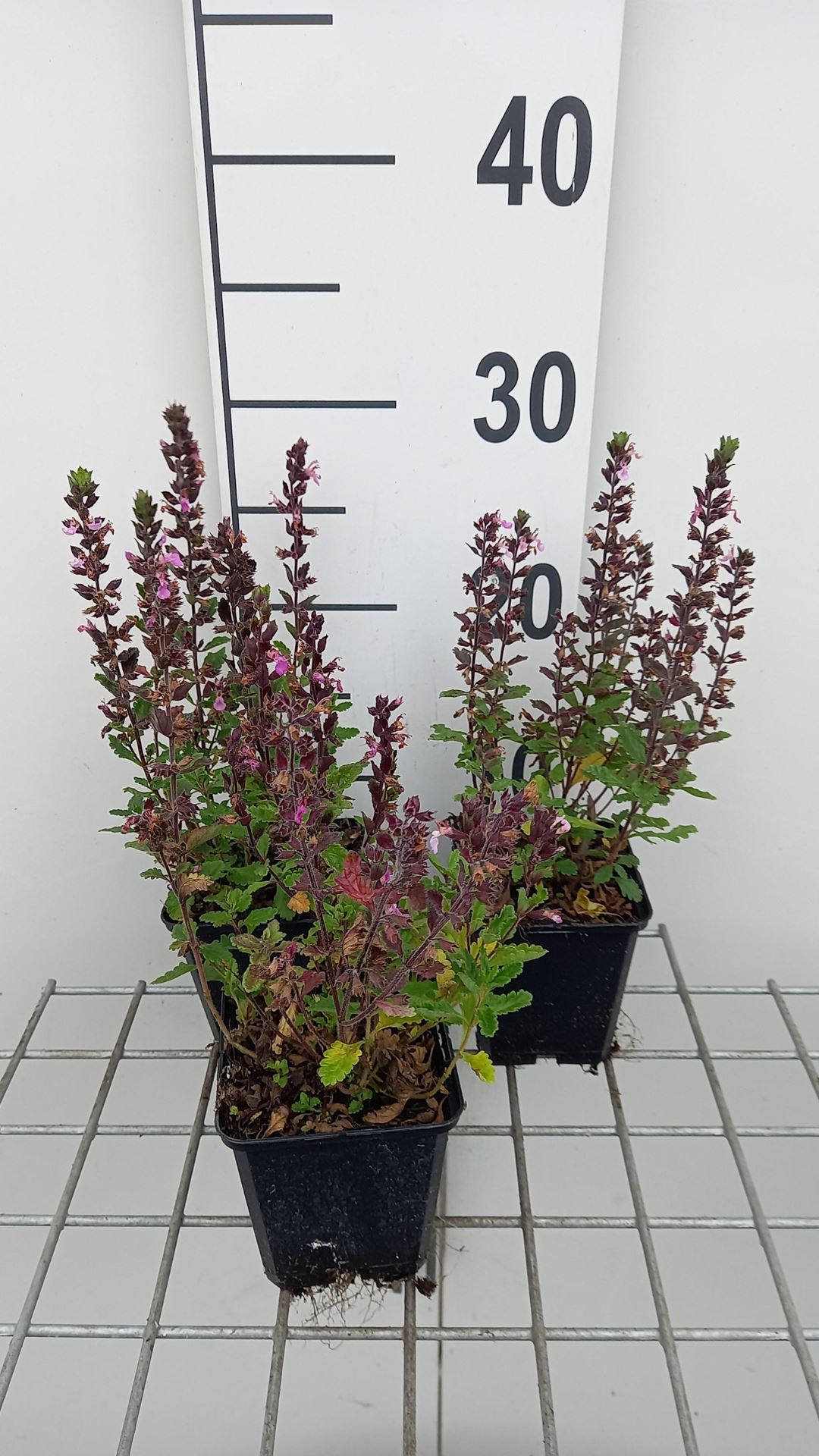 Teucrium chamaedrys - pot 9x9 cm - Echte gamander afbeelding