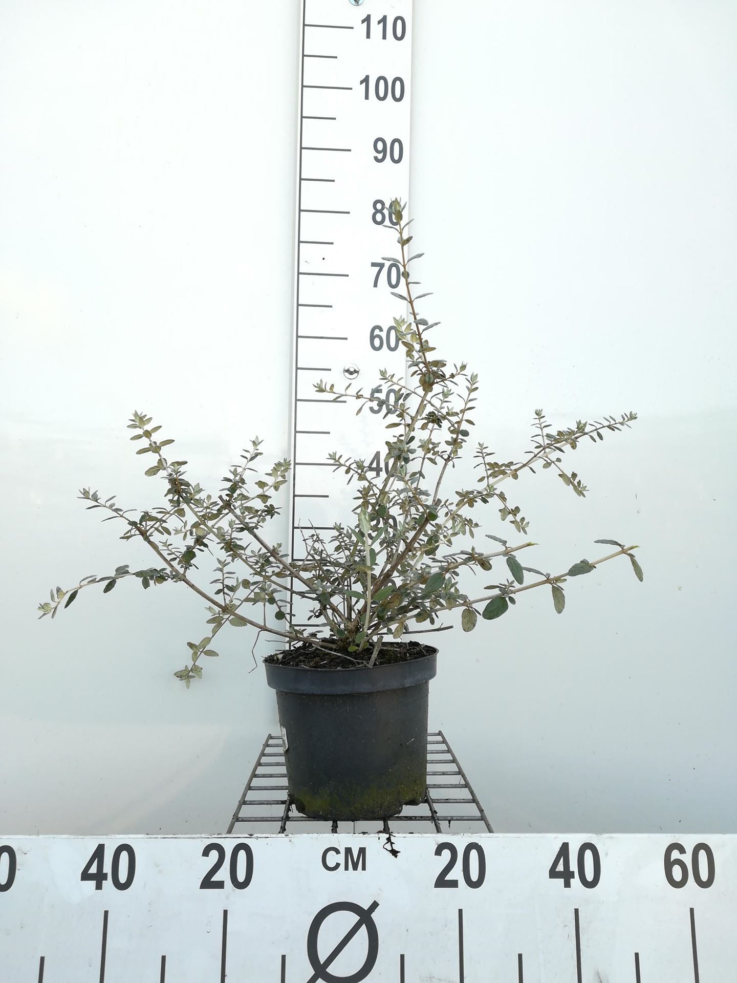 Teucrium fruticans - pot - 30-40 cm -