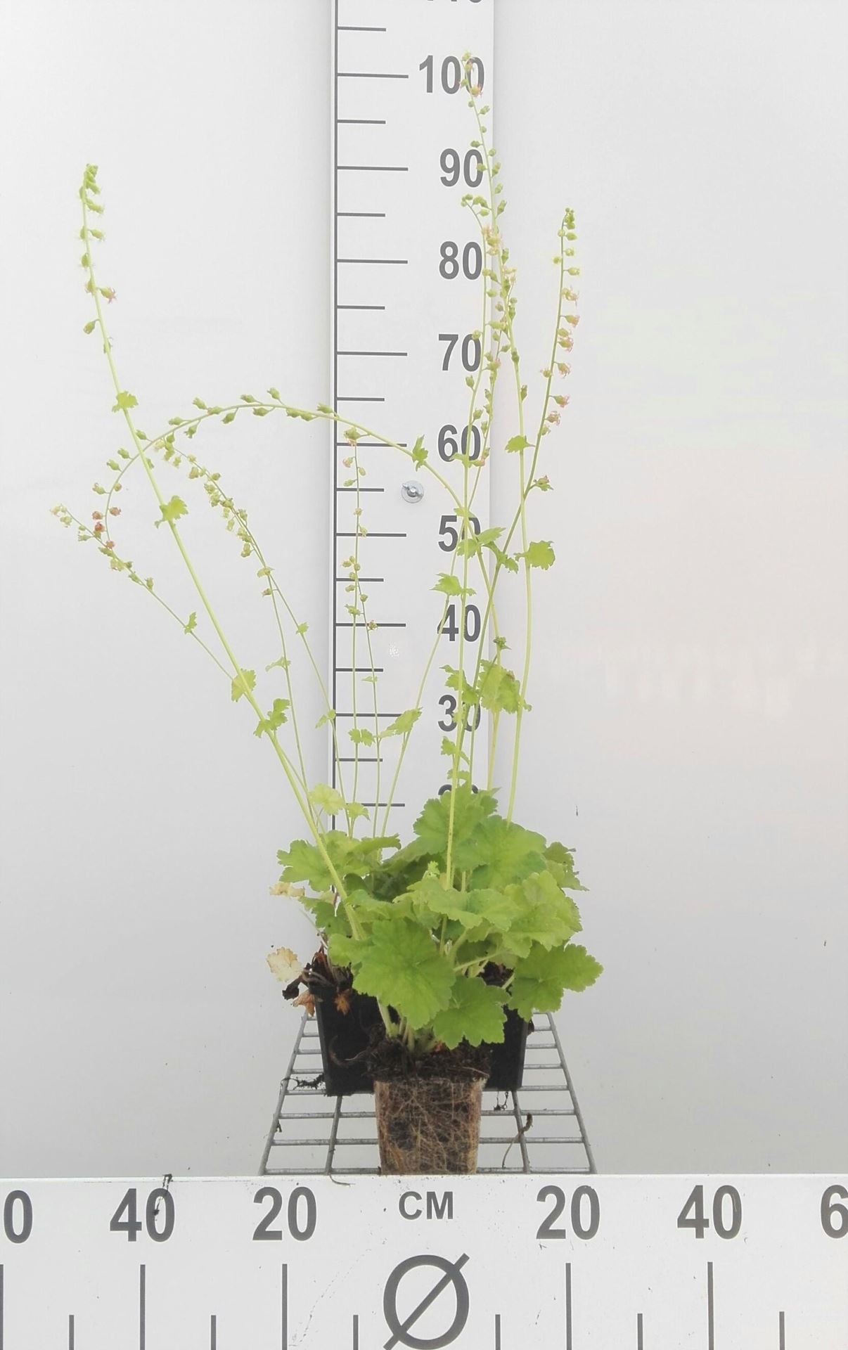 Tellima grandiflora - pot 9x9 cm - Mijterloof afbeelding