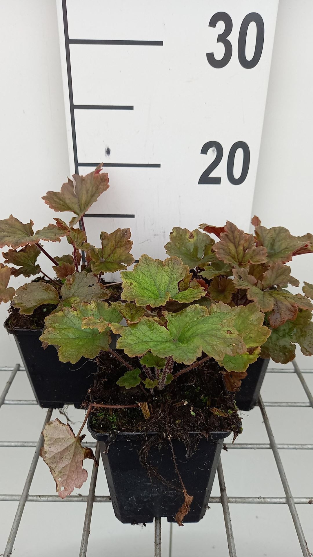 Tellima grandiflora'Rubra'- pot 9x9 cm afbeelding