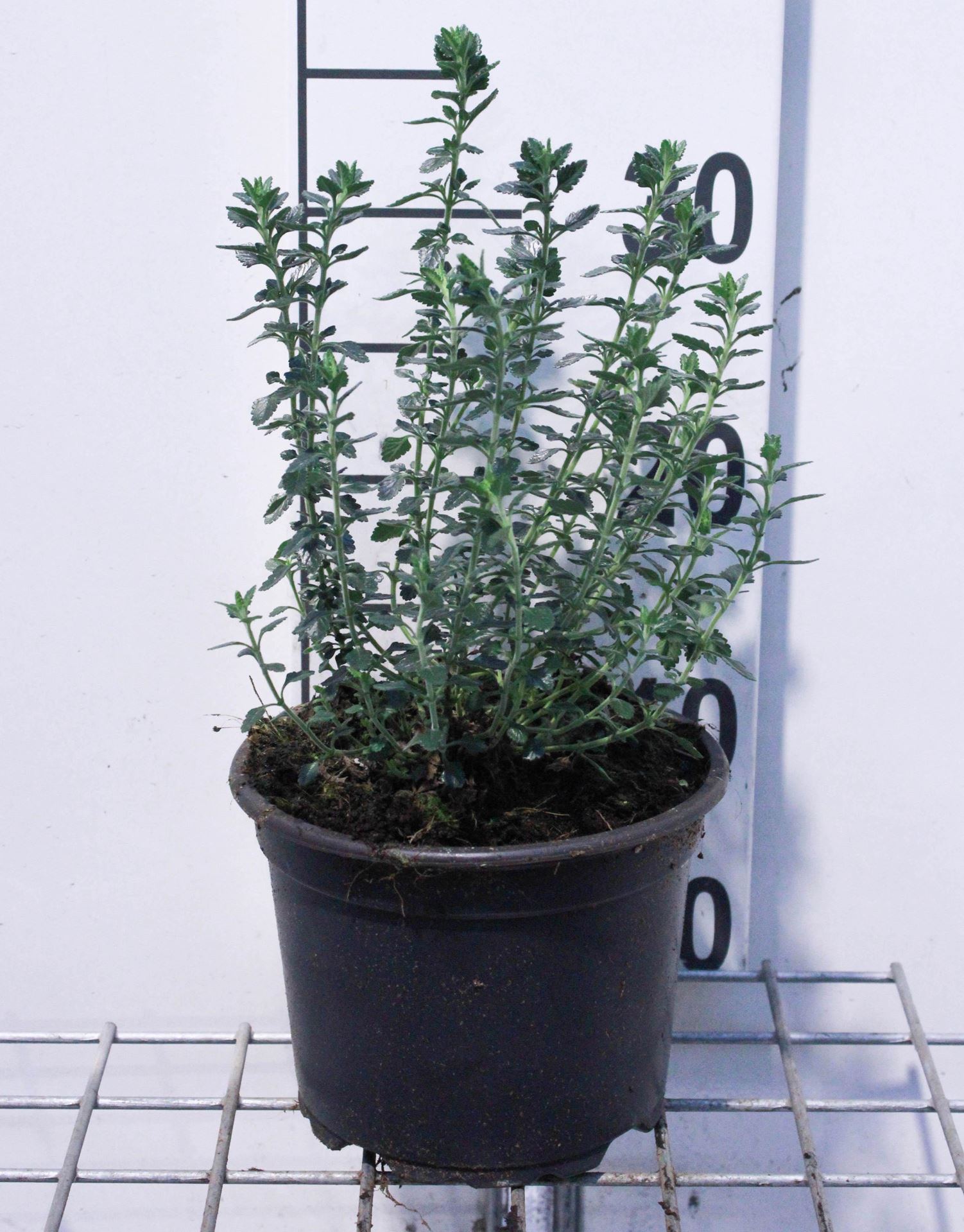 Teucrium x lucidrys - pot 2L afbeelding