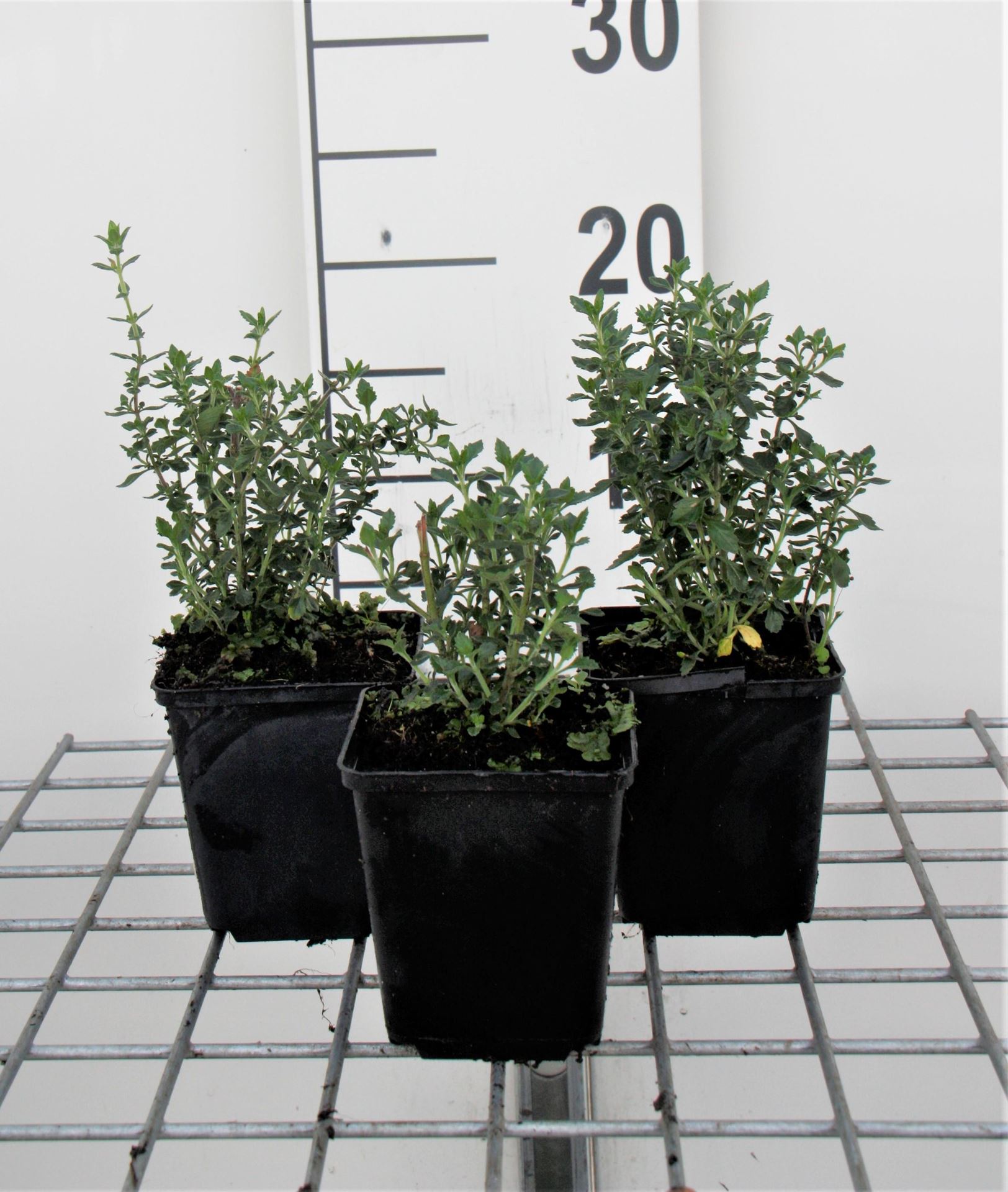 Teucrium x lucidrys - pot 9x9 cm - Garmander afbeelding