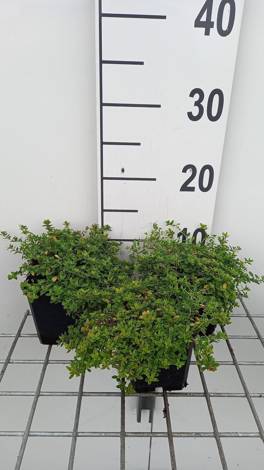 Thymus x citriodorus'Aureus'- pot 9x9 cm (Tijm - Citroentijm'Goudkleurig - Aureus'(syn.)) - Tijm - Citroentijm'Goudkleurig - Aureus'(syn.) afbeelding