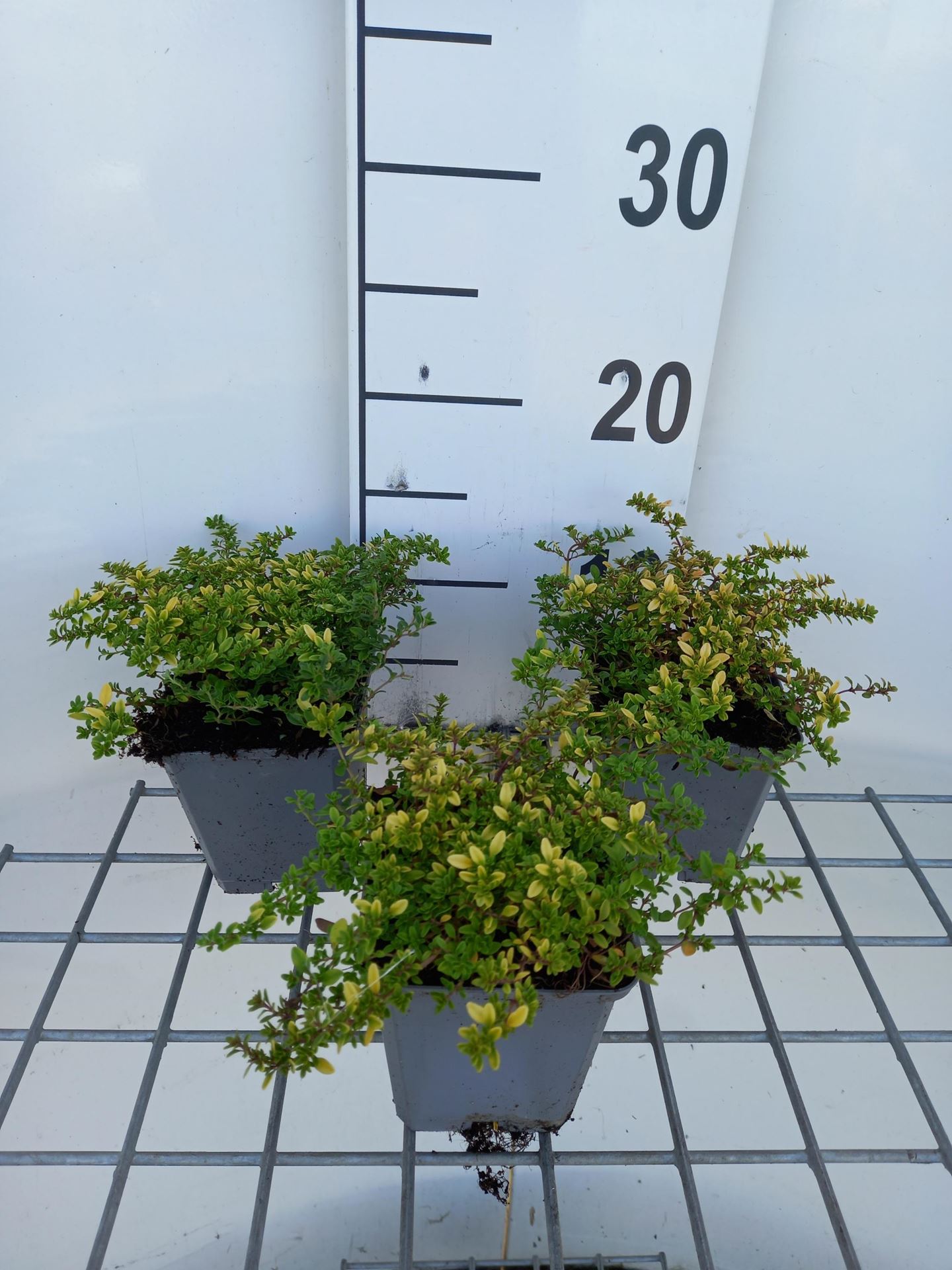 Thymus x citriodorus'Bertram Anderson'- pot 9x9 cm - afbeelding