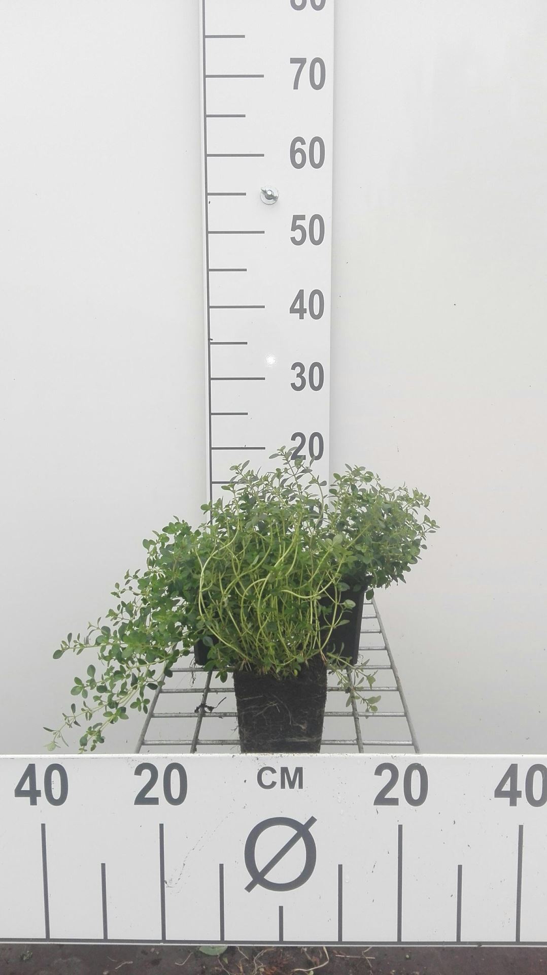 Citroentijm - pot 9x9 cm (Thymus x citriodorus) - Citroentijm afbeelding