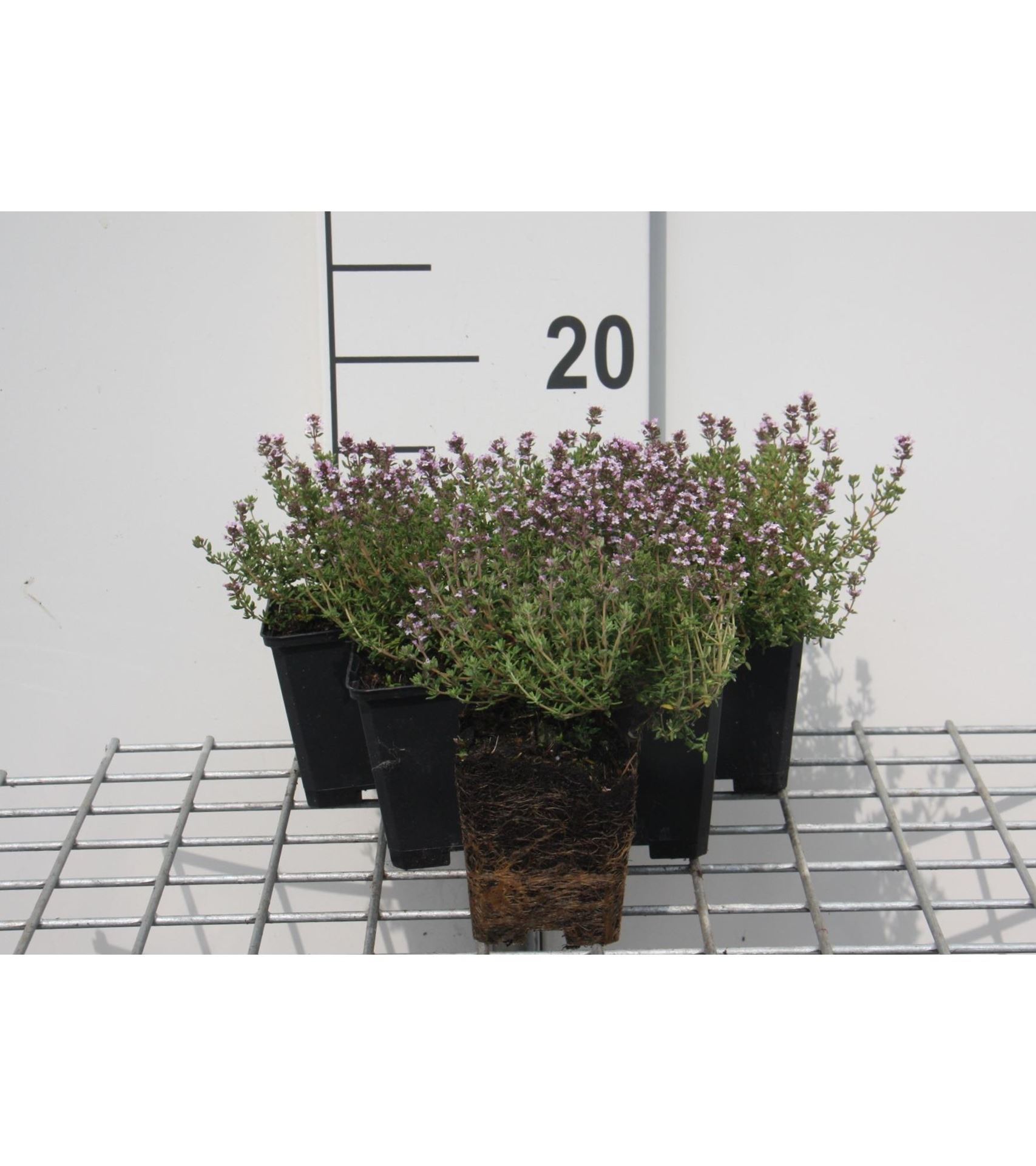 Thymus x citriodorus'Silver Queen'- pot 9x9 cm (Citroentijm) - Citroentijm afbeelding