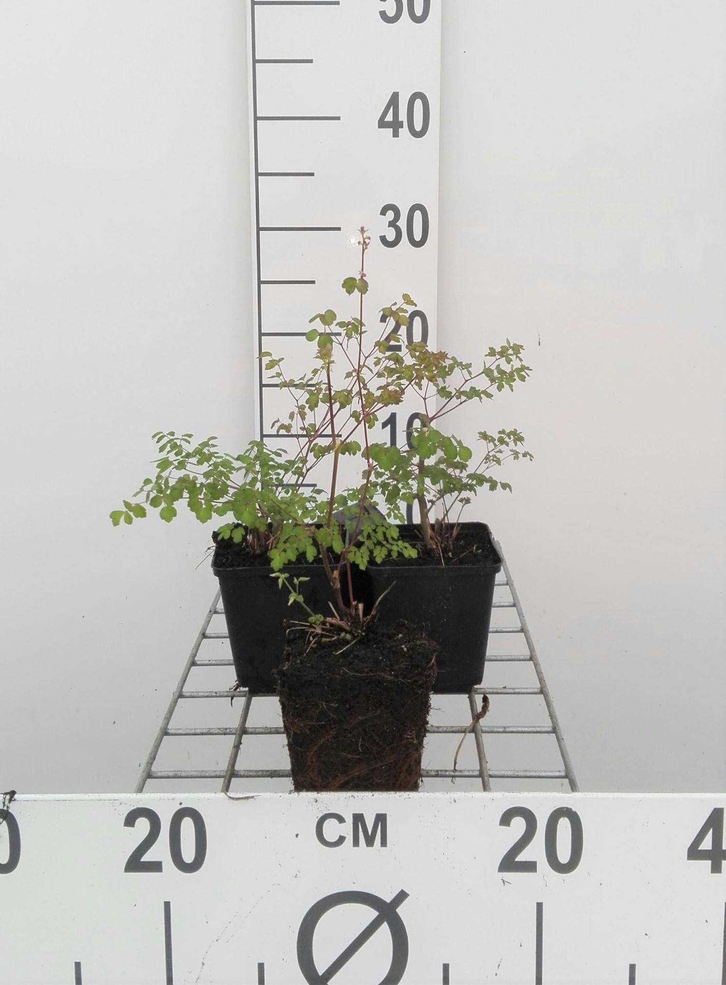 Thalictrum delavayi - pot 9x9 cm - Chinese ruit afbeelding