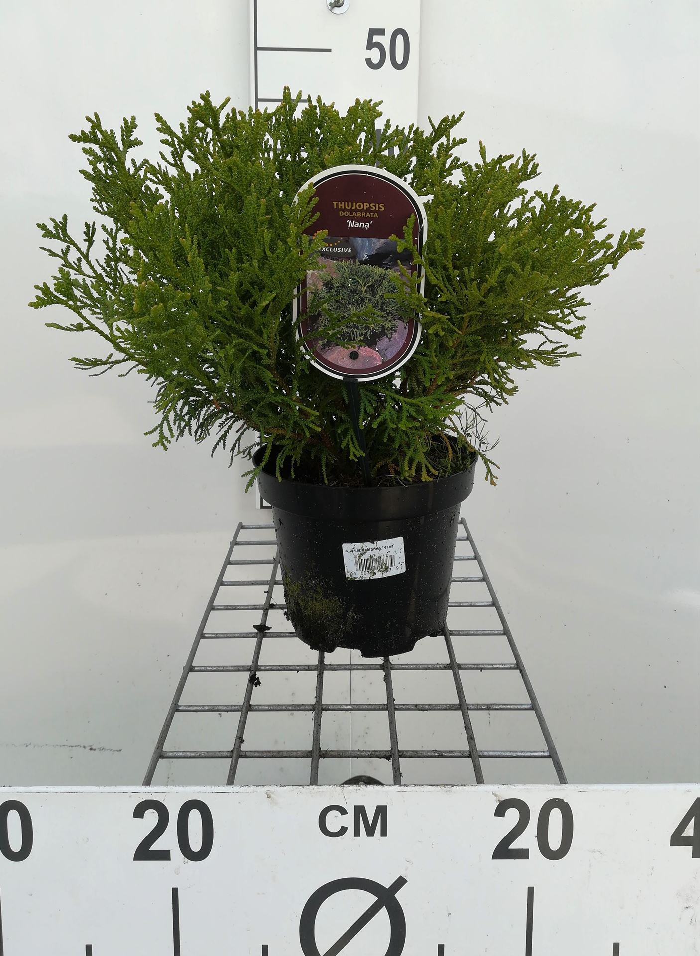 Thujopsis dolabrata 'Nana' - pot - 20-25 cm