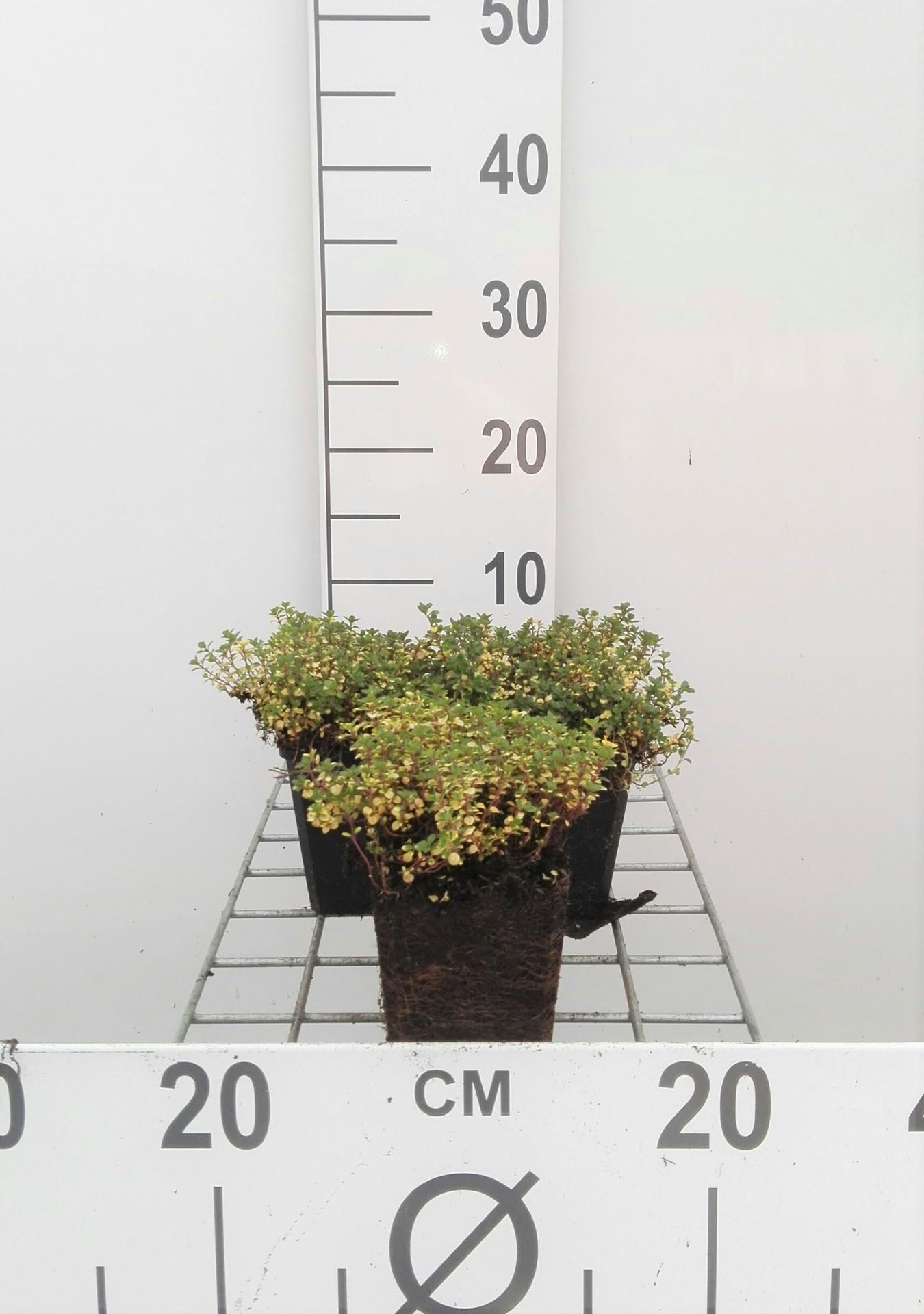Thymus'Doone Valley'- pot 9x9 cm (Tijm -'Doone Valley') - Tijm -'Doone Valley' afbeelding