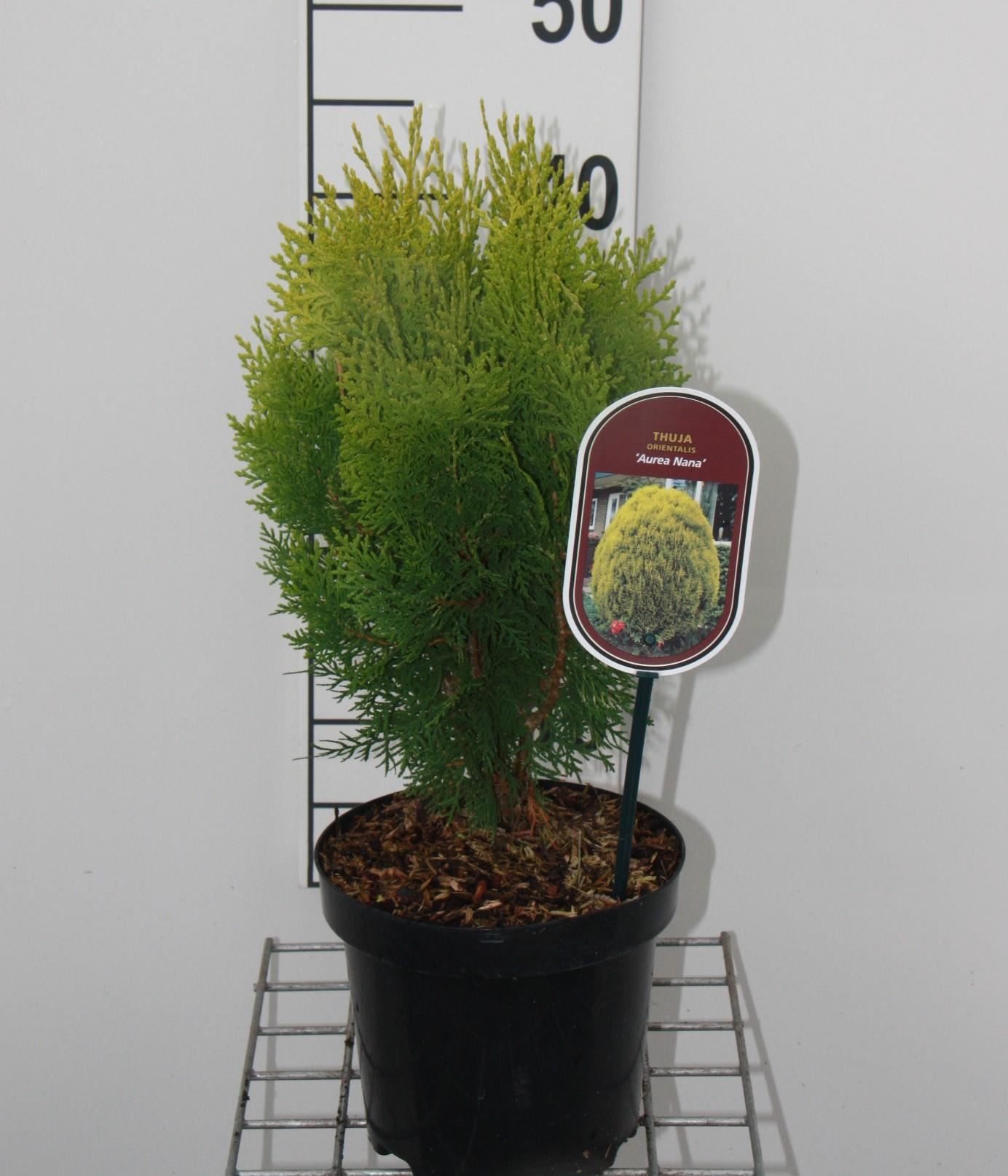 Thuja occidentalis'Aurea Nana'- pot - 25-30 cm afbeelding
