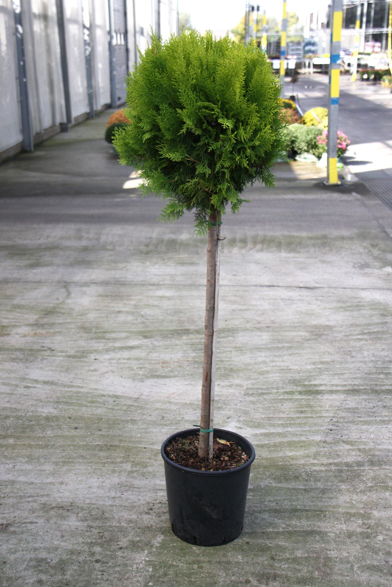 Thuja occidentalis'Aurea Nana'- pot 18L - halfstam boom afbeelding