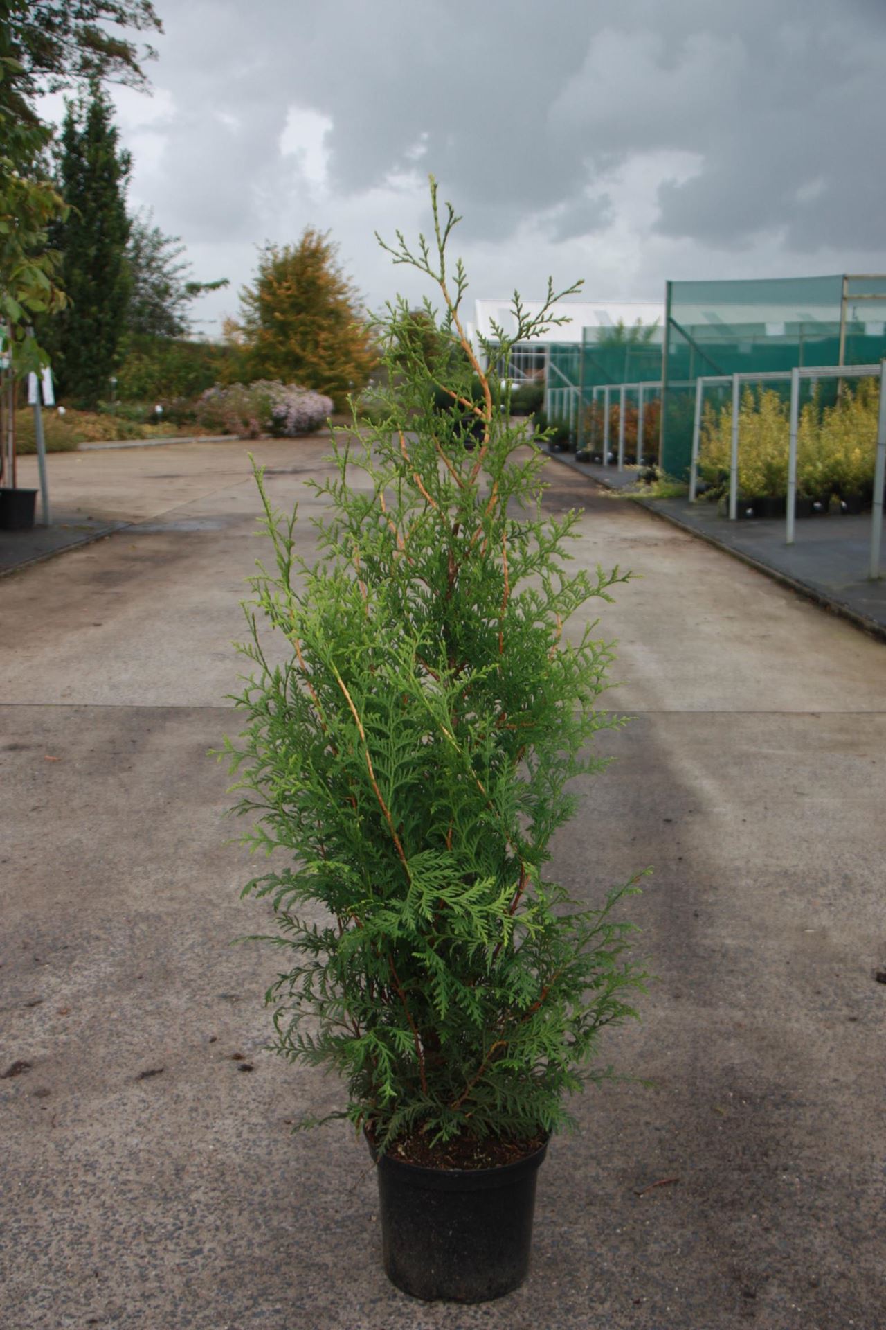 Thuja occidentalis'Brabant'- pot - 80-100 cm afbeelding