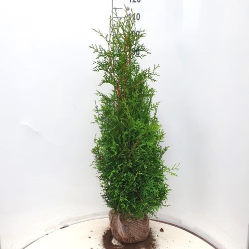 Thuja occidentalis'Brabant'- aardekluit - 100-125 cm afbeelding
