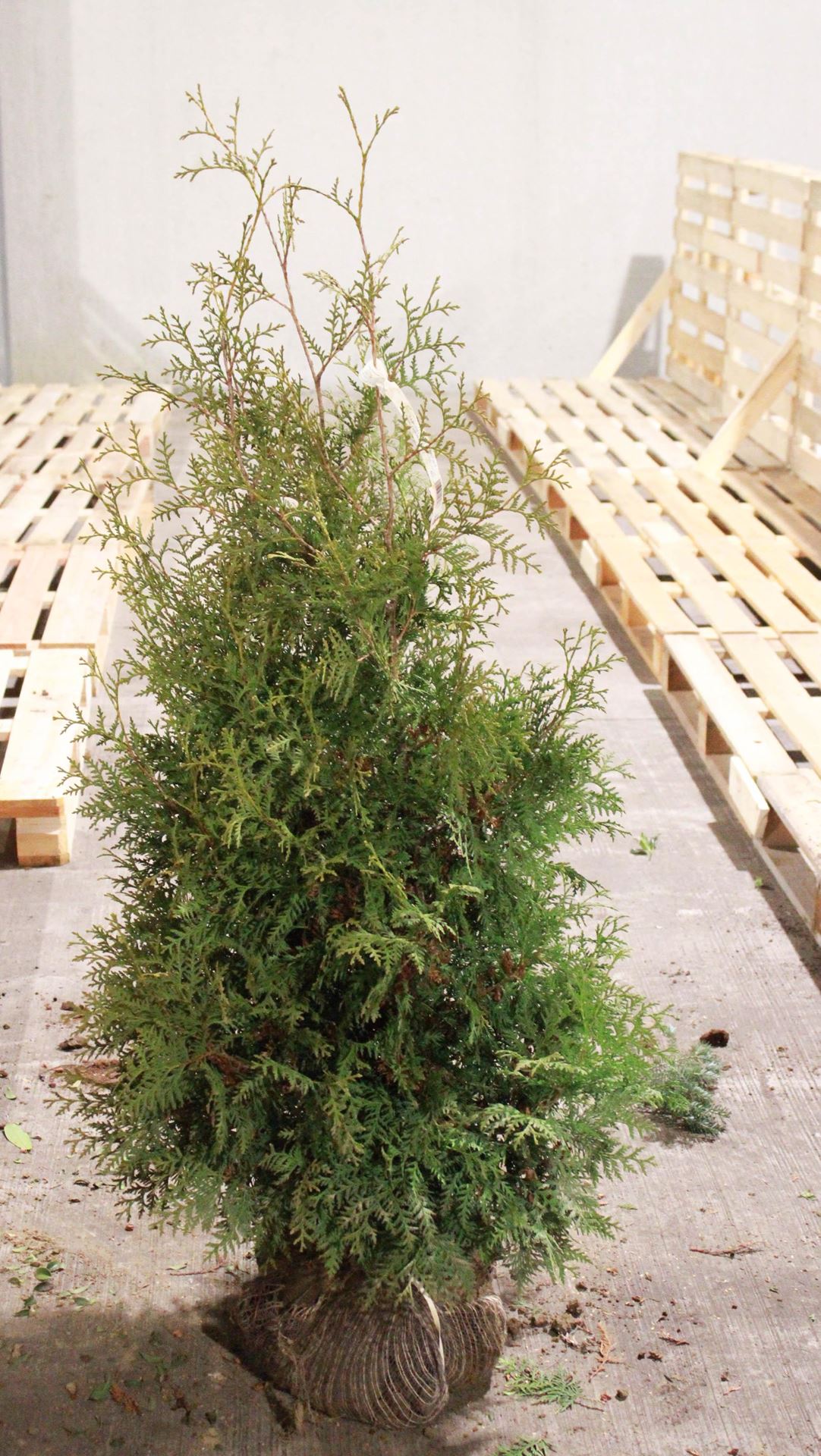 Thuja occidentalis'Brabant'- aardekluit - 125-150 cm afbeelding