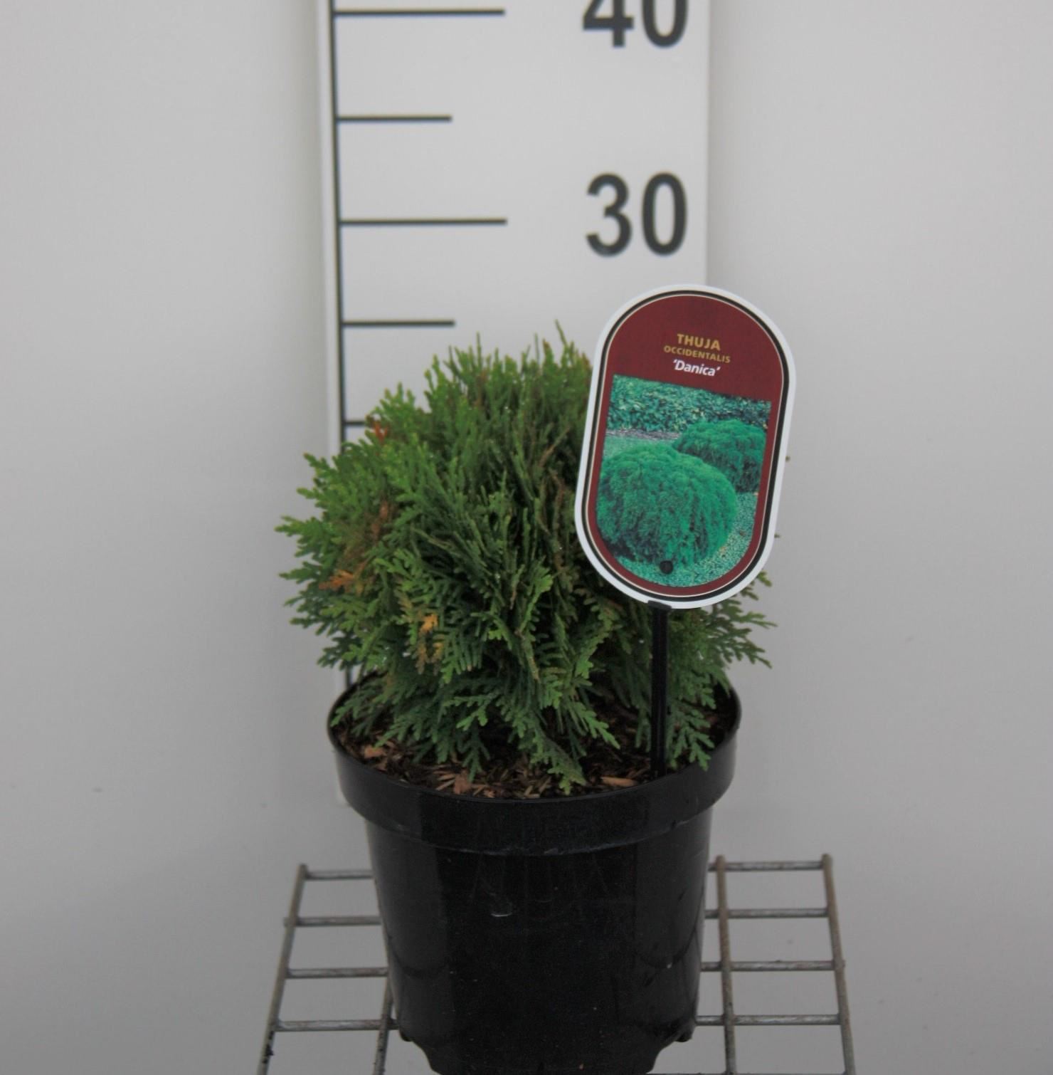 Thuja occidentalis 'Danica' - pot - 20-25 cm