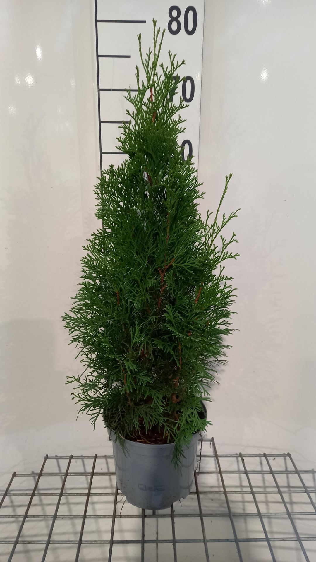 Thuja occidentalis'Smaragd'- pot - 50-60 cm afbeelding